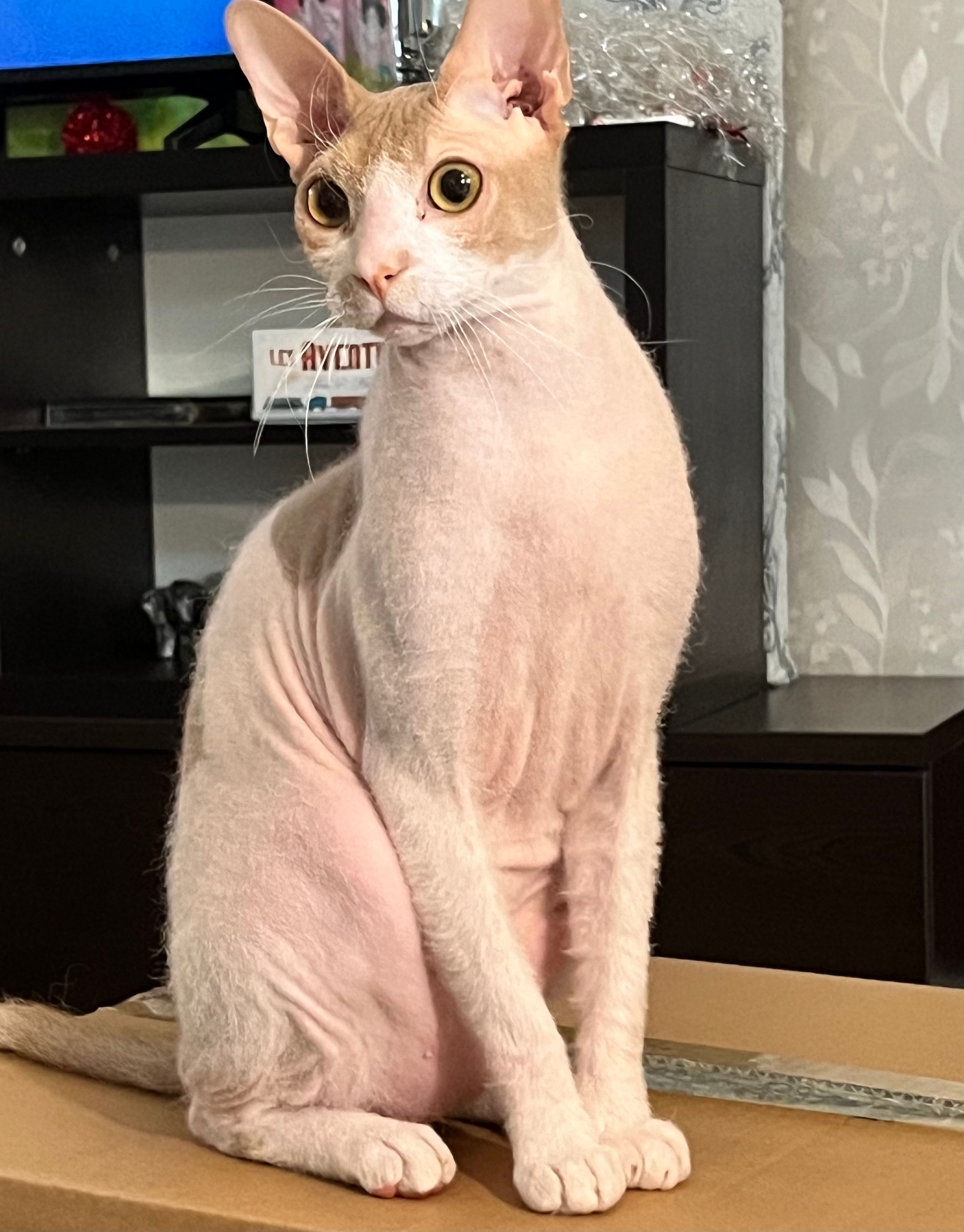 Lutic - 40, Marrakech