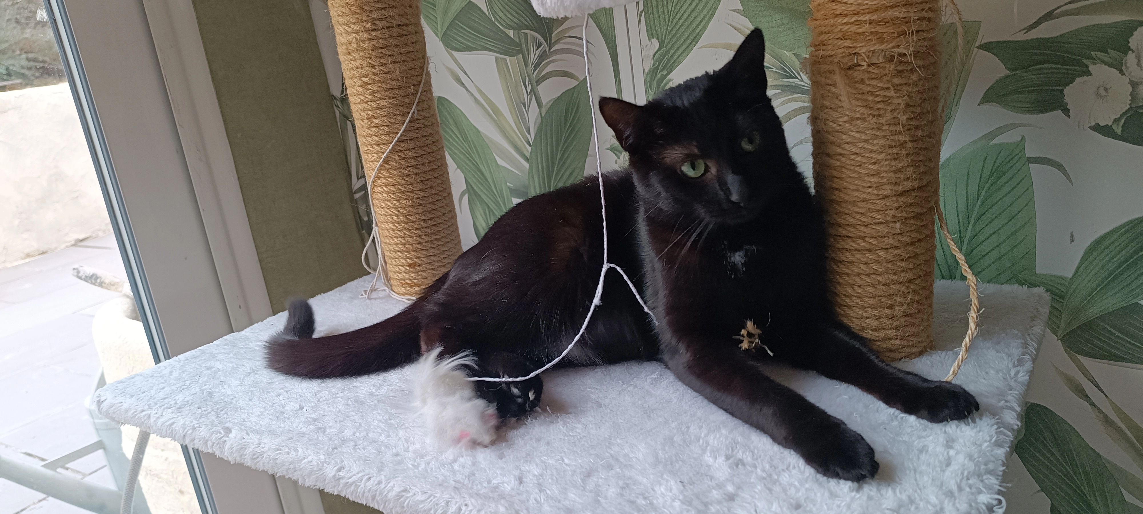 Mia - 20 Montée du Buisson, Aurec-sur-Loire