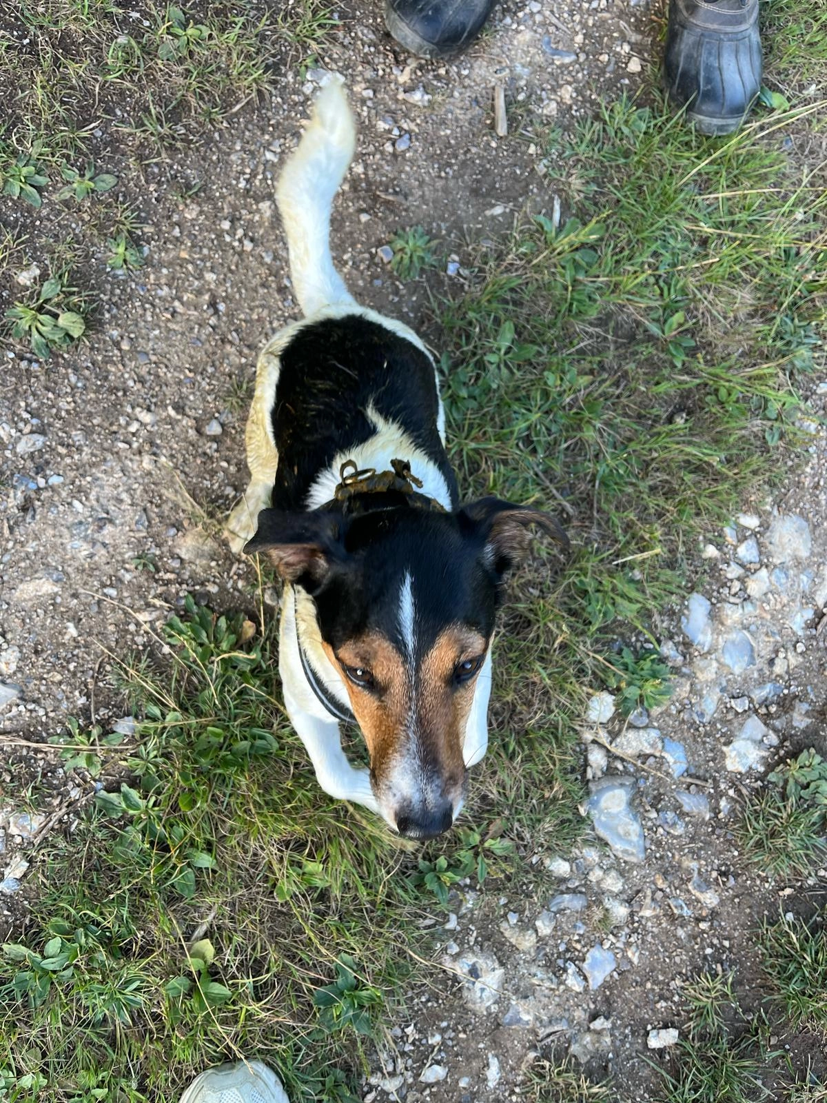 Rafe - Maple Road, Arundel