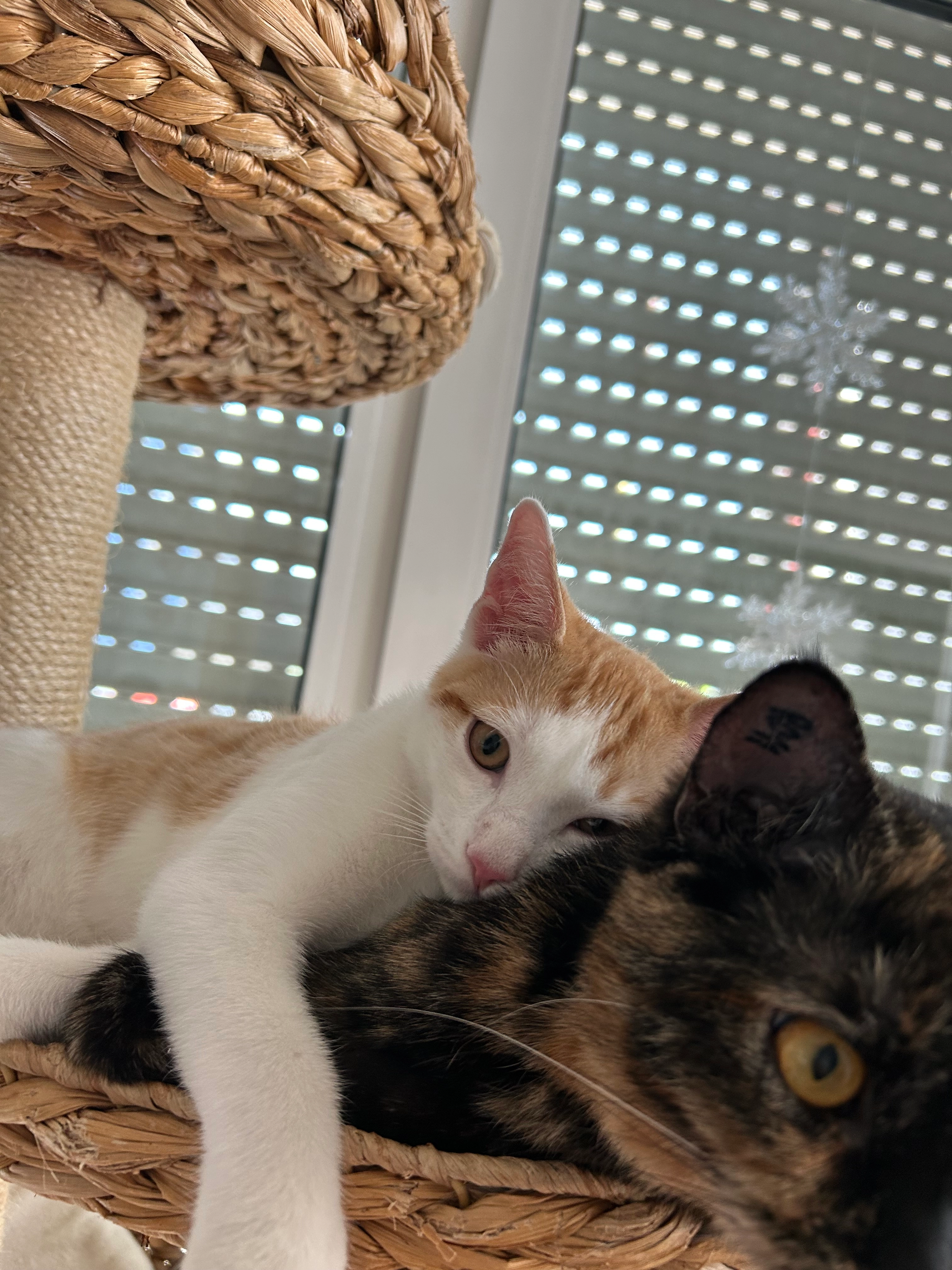 Kira - Max-Eyth-Straße, Wolfschlugen