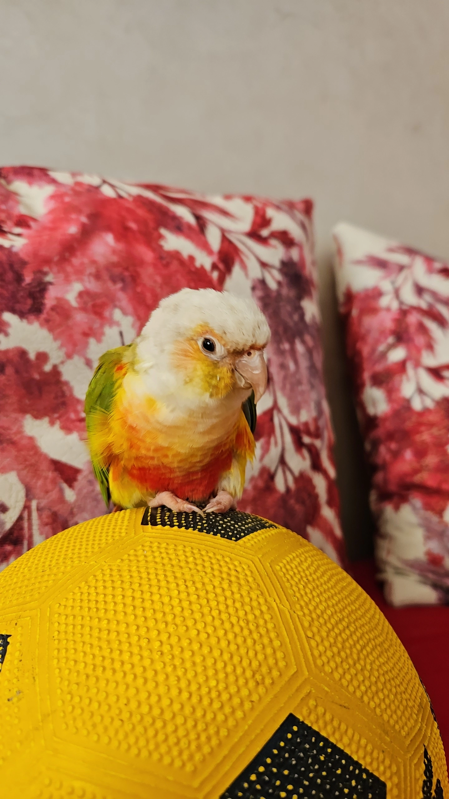 Coco - Place Mozart, Tanger