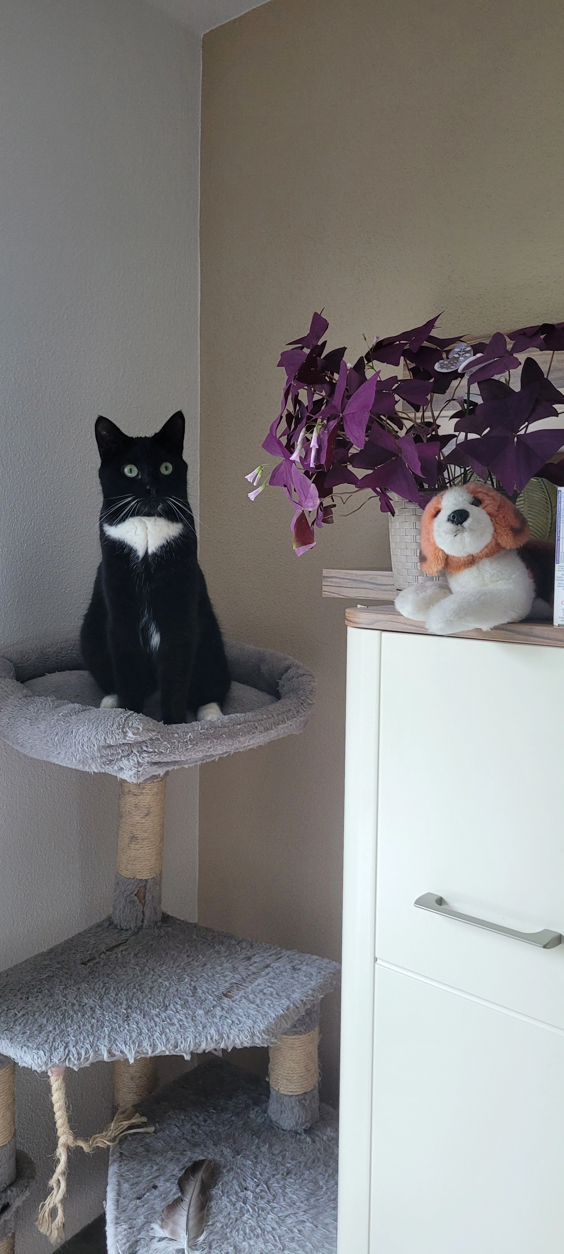 Barsik - Friedrich-Ebert-Straße, Sulzbach-Rosenberg