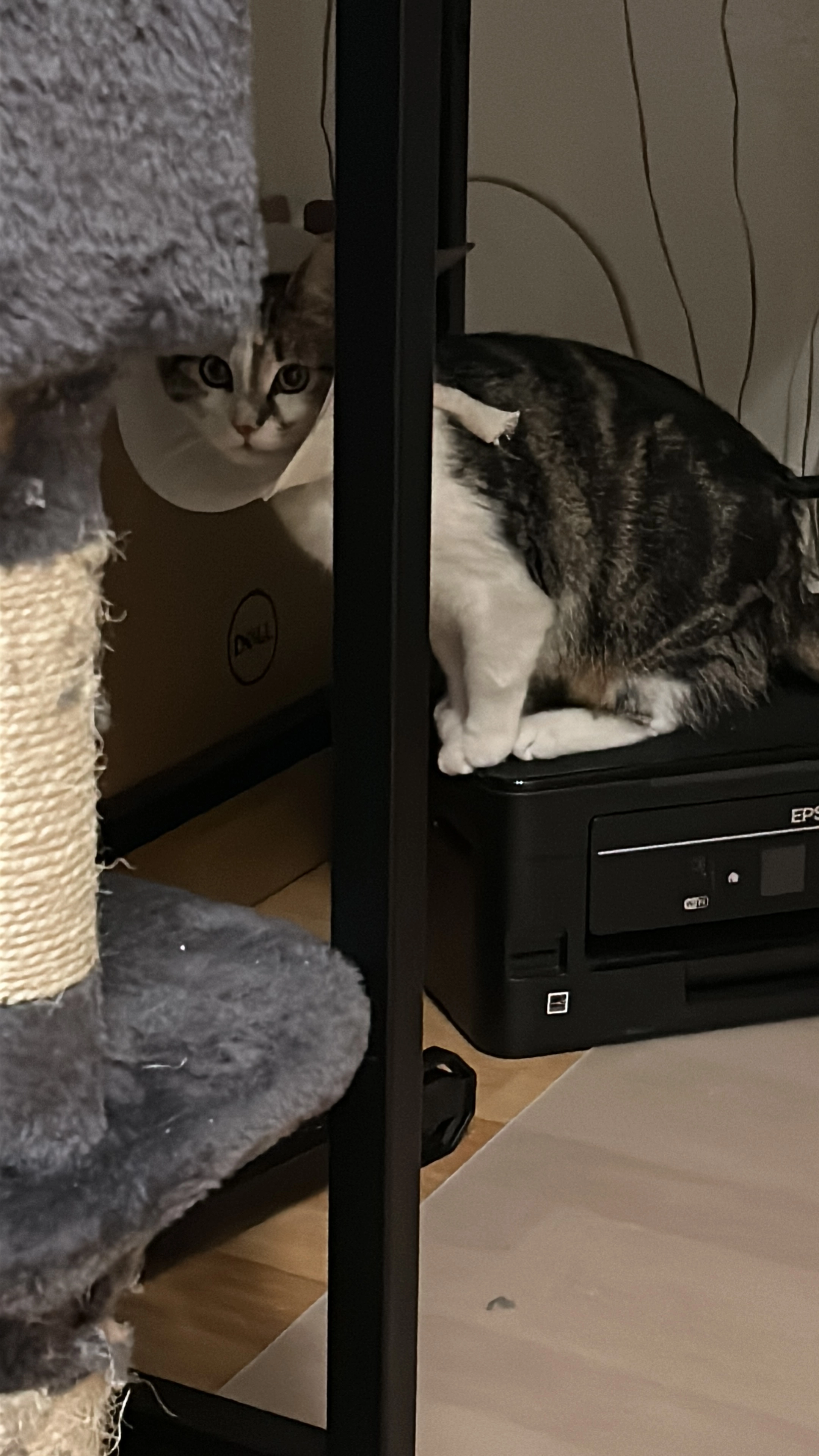 Yala - 31785, Hameln