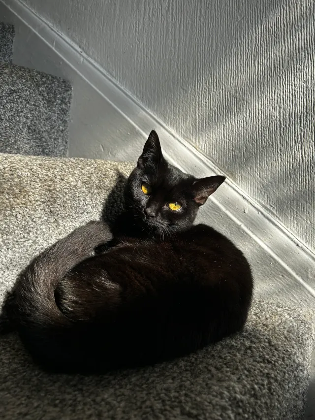 Binx - Sefton Lane, Bolton