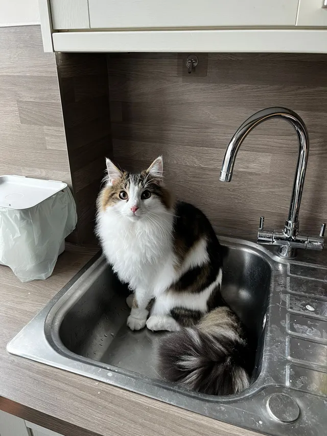Beanie - Overmead, Abingdon