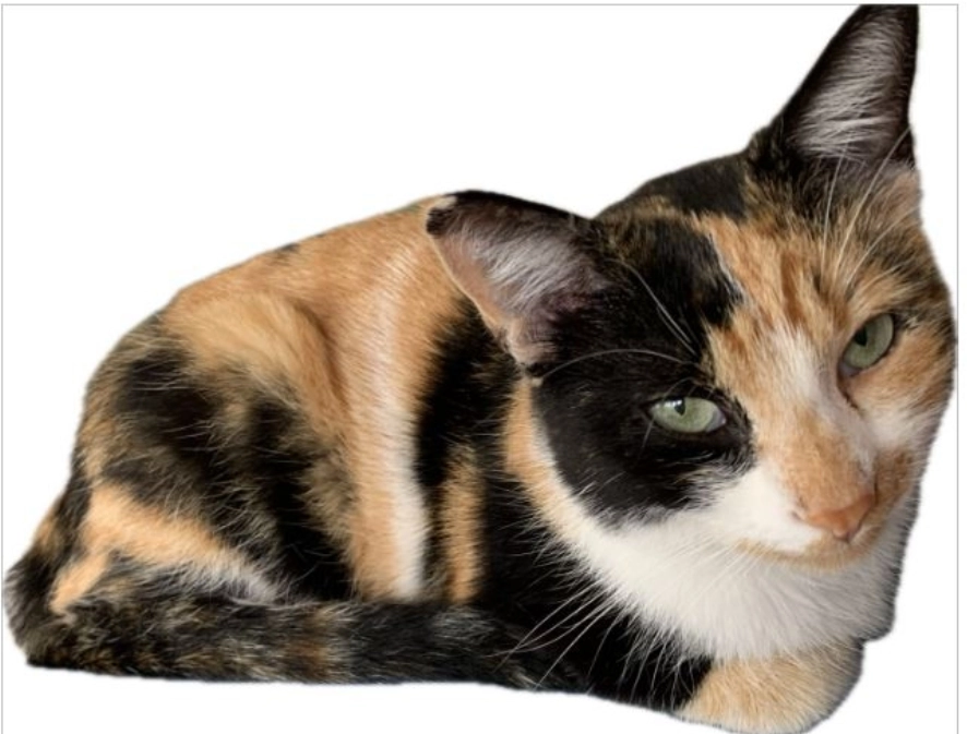 Java - Rue de Charlas, Plaisance-du-Touch