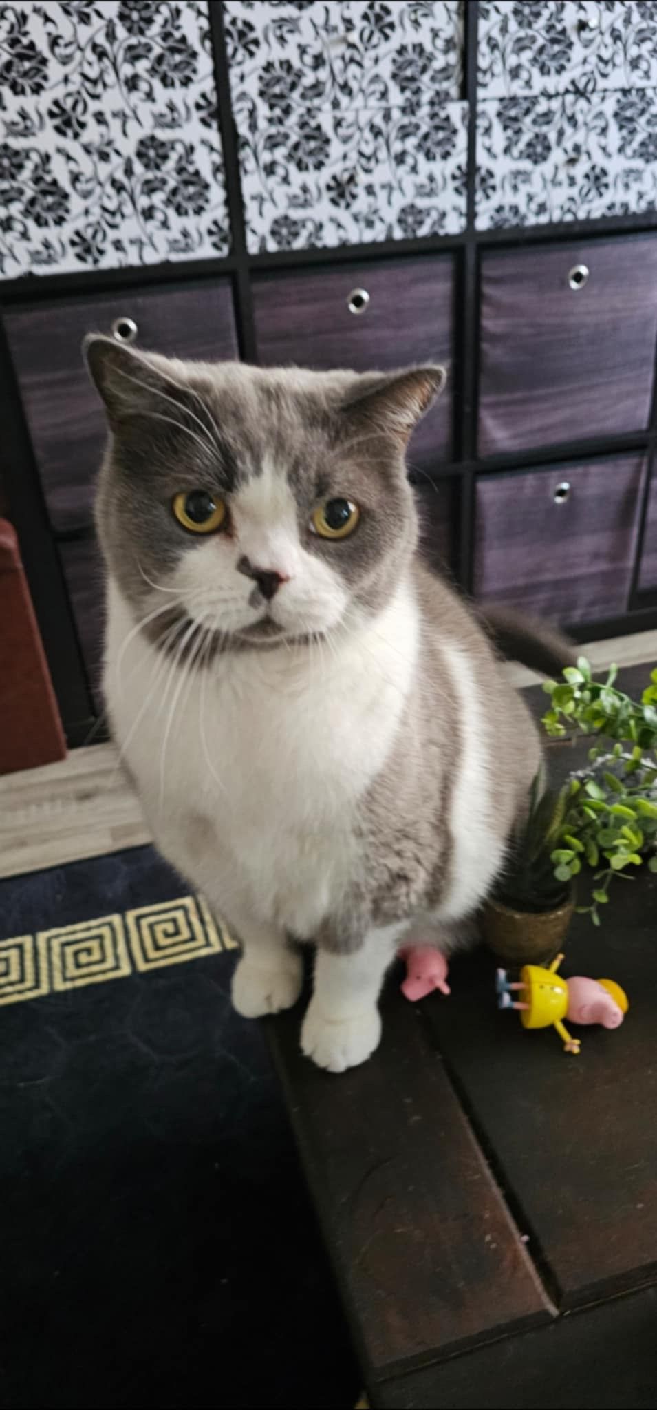 Wilson - Colliers Leaze, Coleford