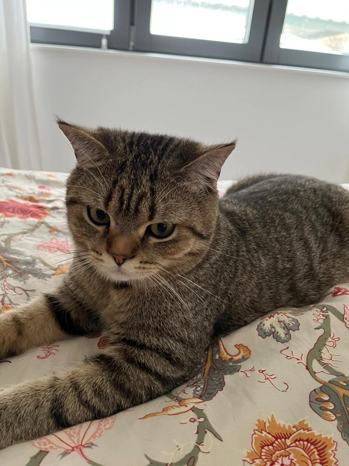 Mogli - Waldstraße , Stutensee