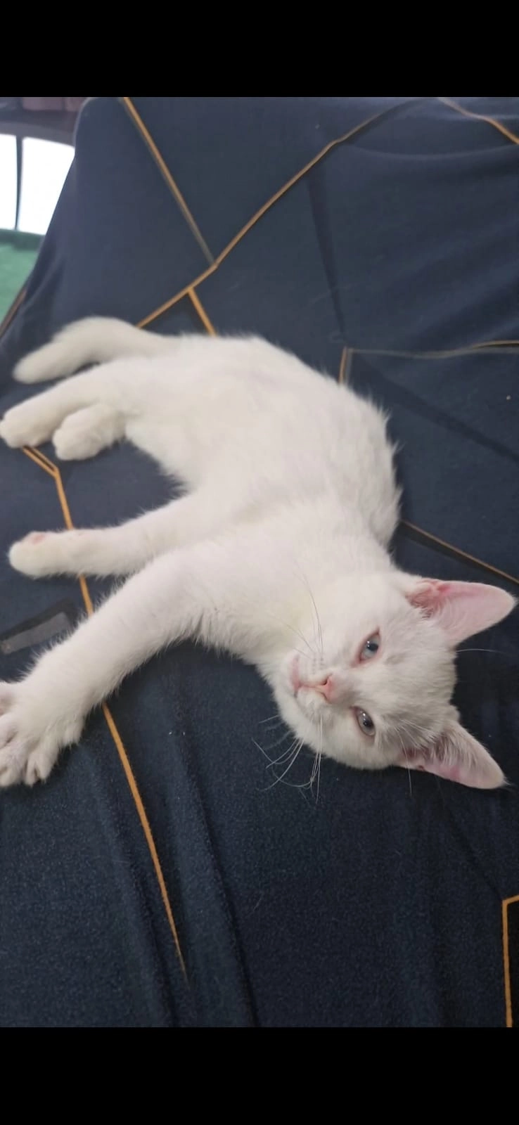 Dodi - Rue Henri Gadeau de Kerville, Sotteville-lès-Rouen