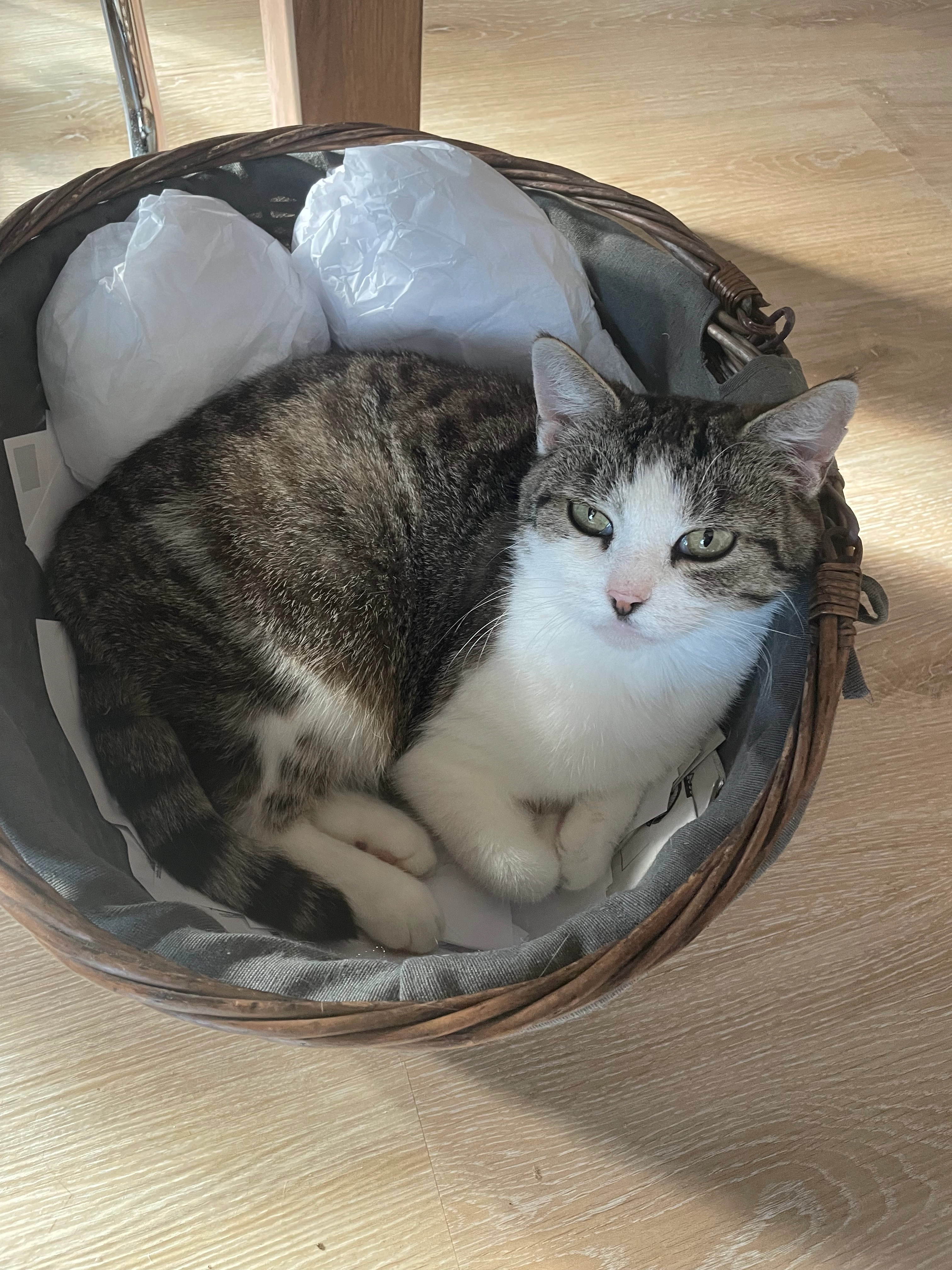 Feli - Waldstraße, Bad Bocklet