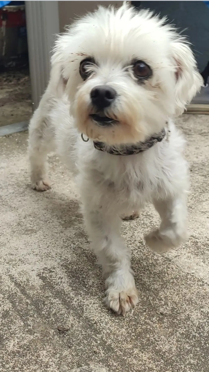 Lady - 465 Rue Jean Jaurès, Bury