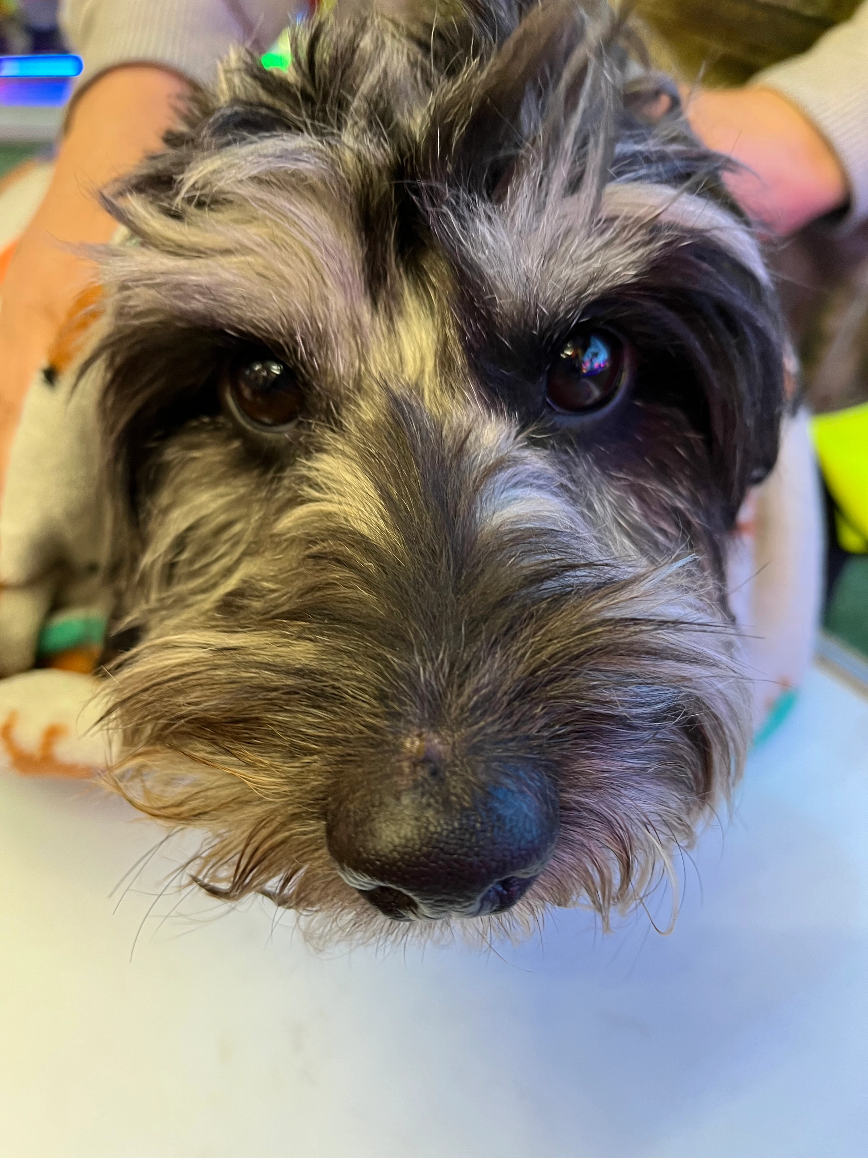 Kingston  - Harrow Road, Wembley