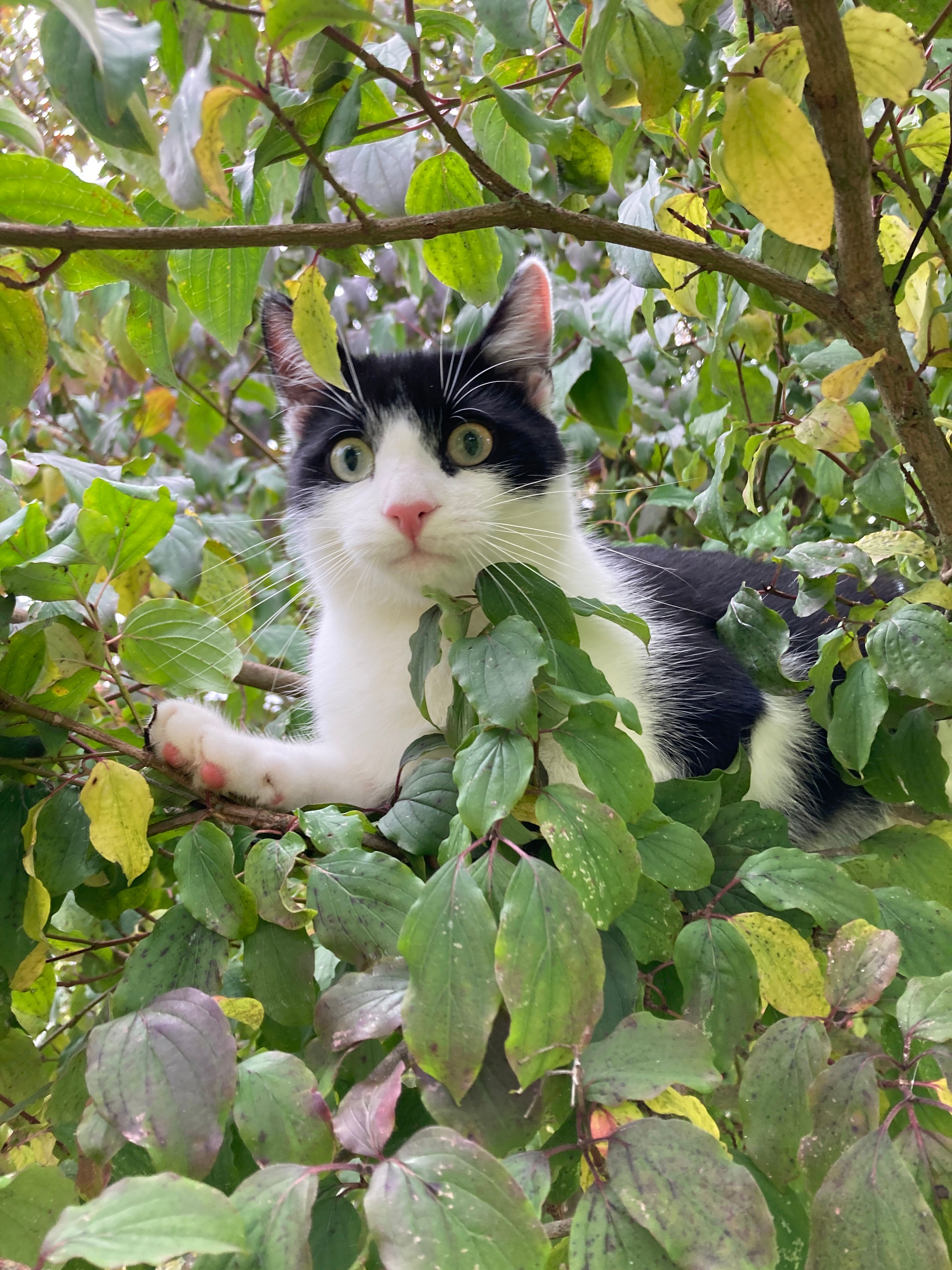 Freddie  - Maarer Goldhelg, Maar