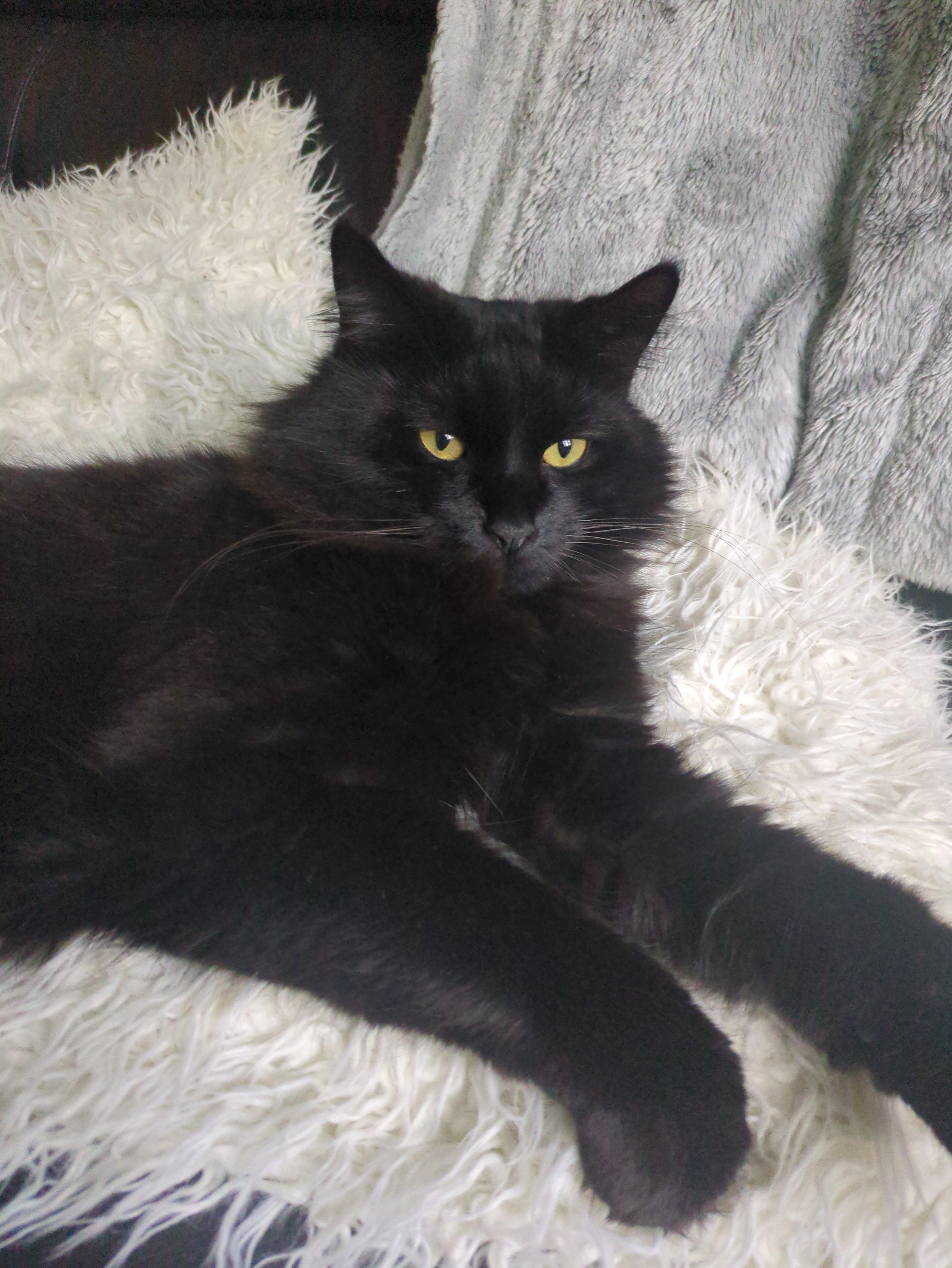 Billy - Garden Close, Stamford