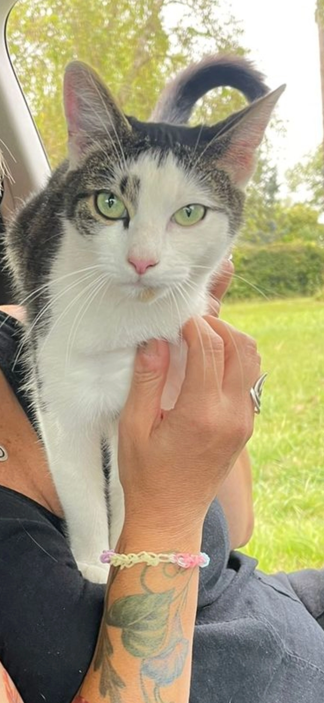 Nancy - Howe Green, Norwich