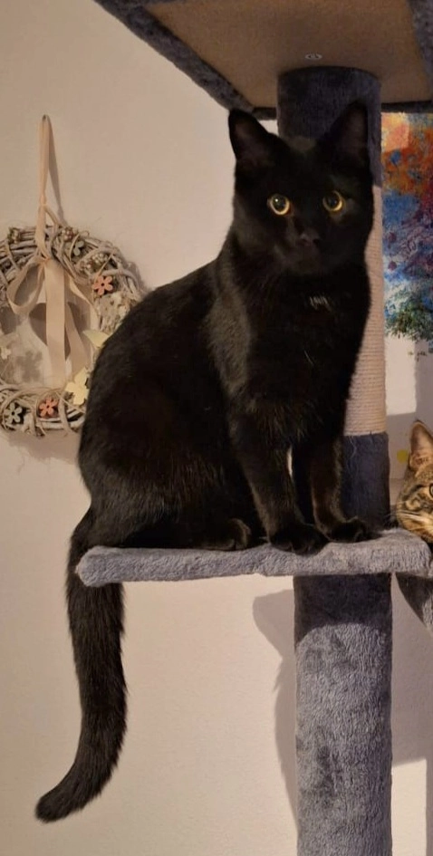 Henry - Wildrosenallee, Siegen