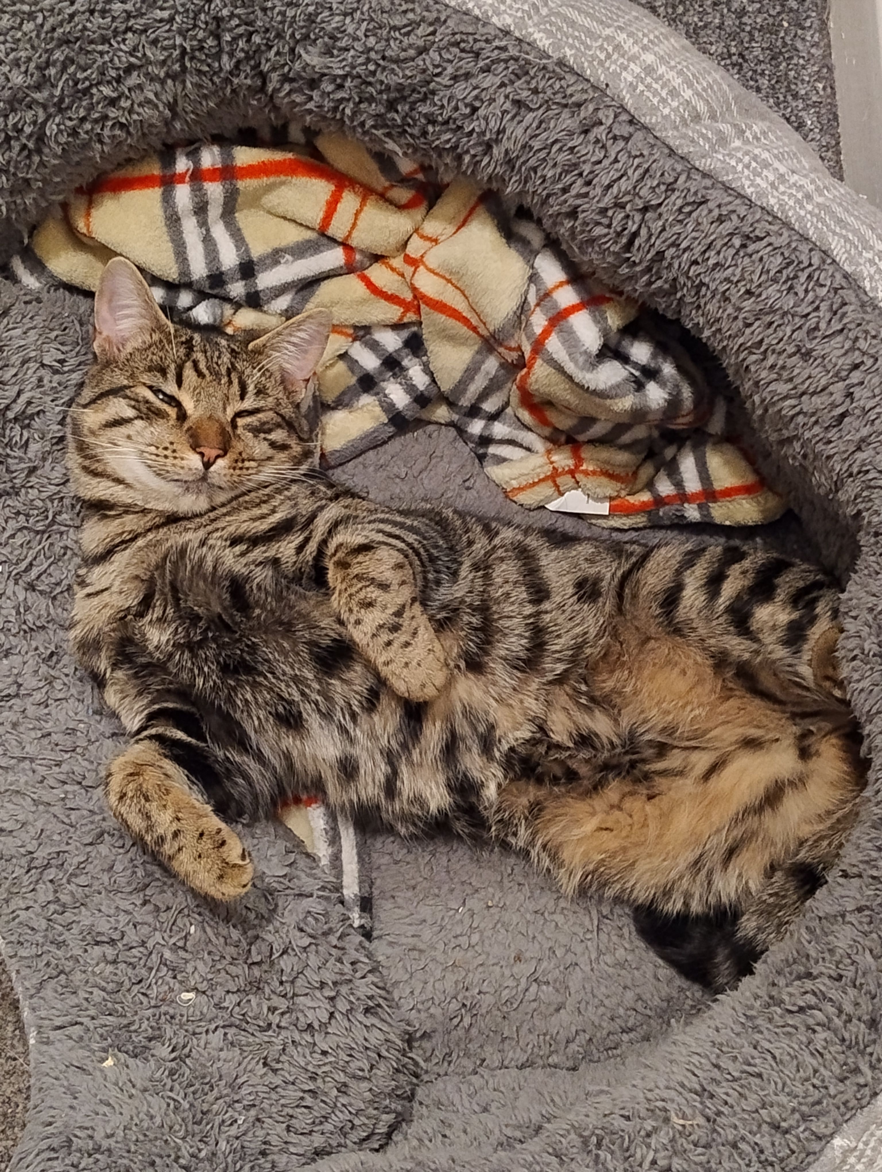 Pablo - Upton Road, Bideford