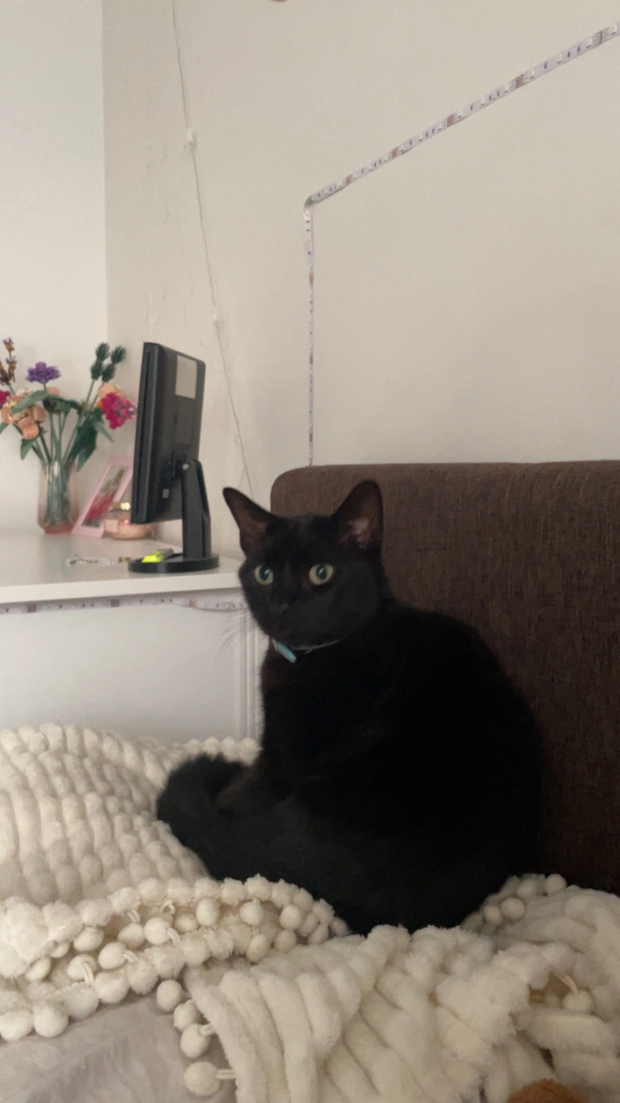 Nala  - Silken Park Lane, Tallaght