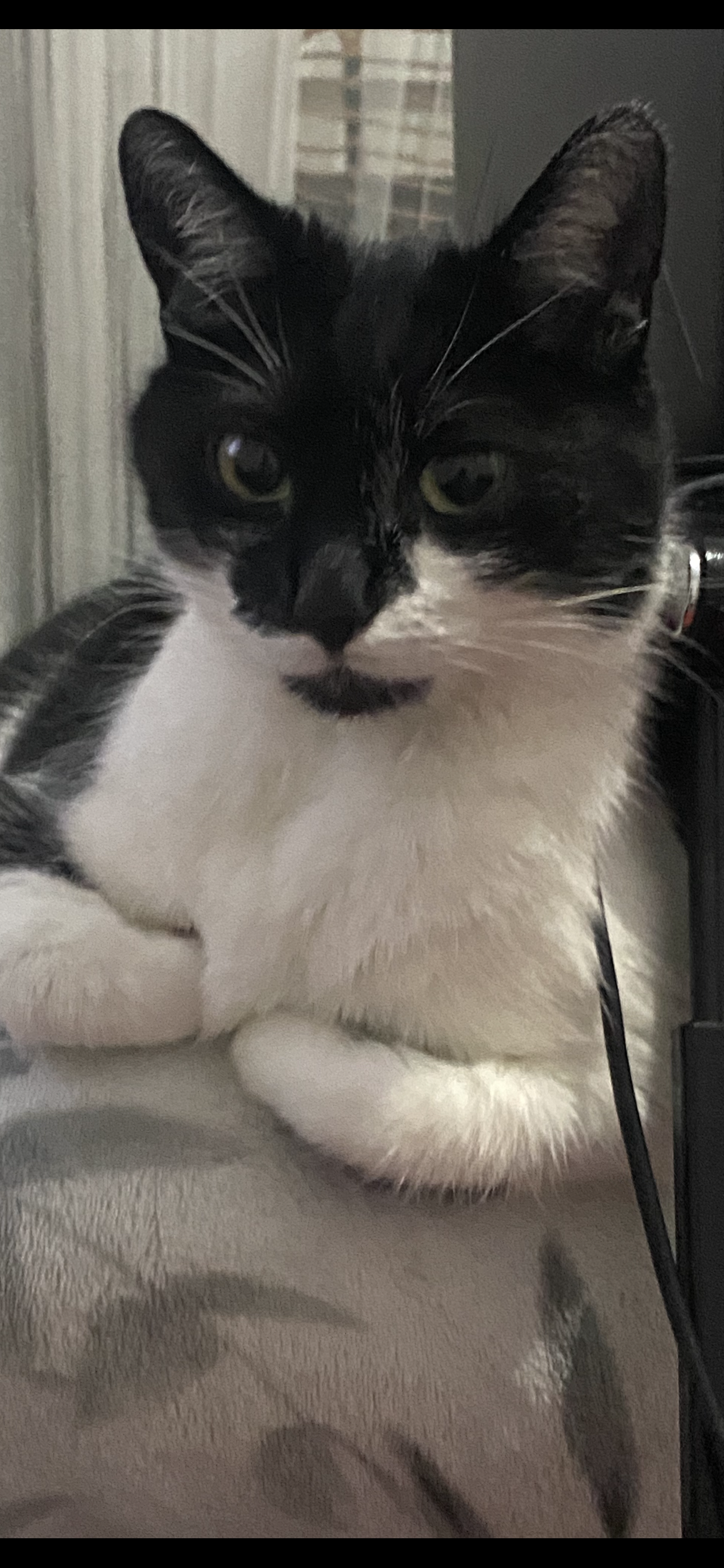 Plotka - Blundell Avenue, Cleethorpes