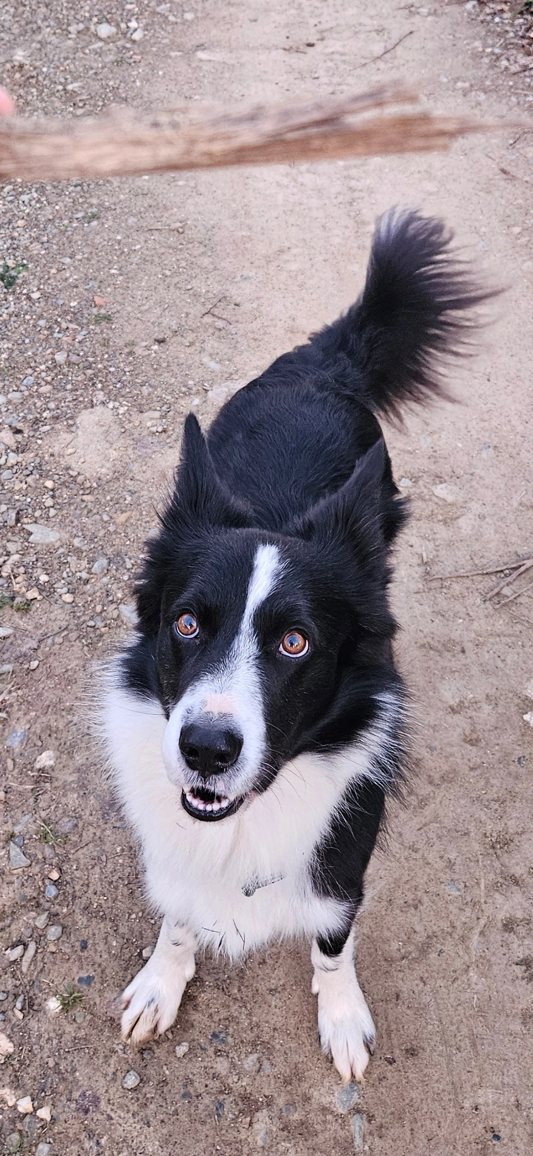 Scotty - Route De Montauriol, Fourques