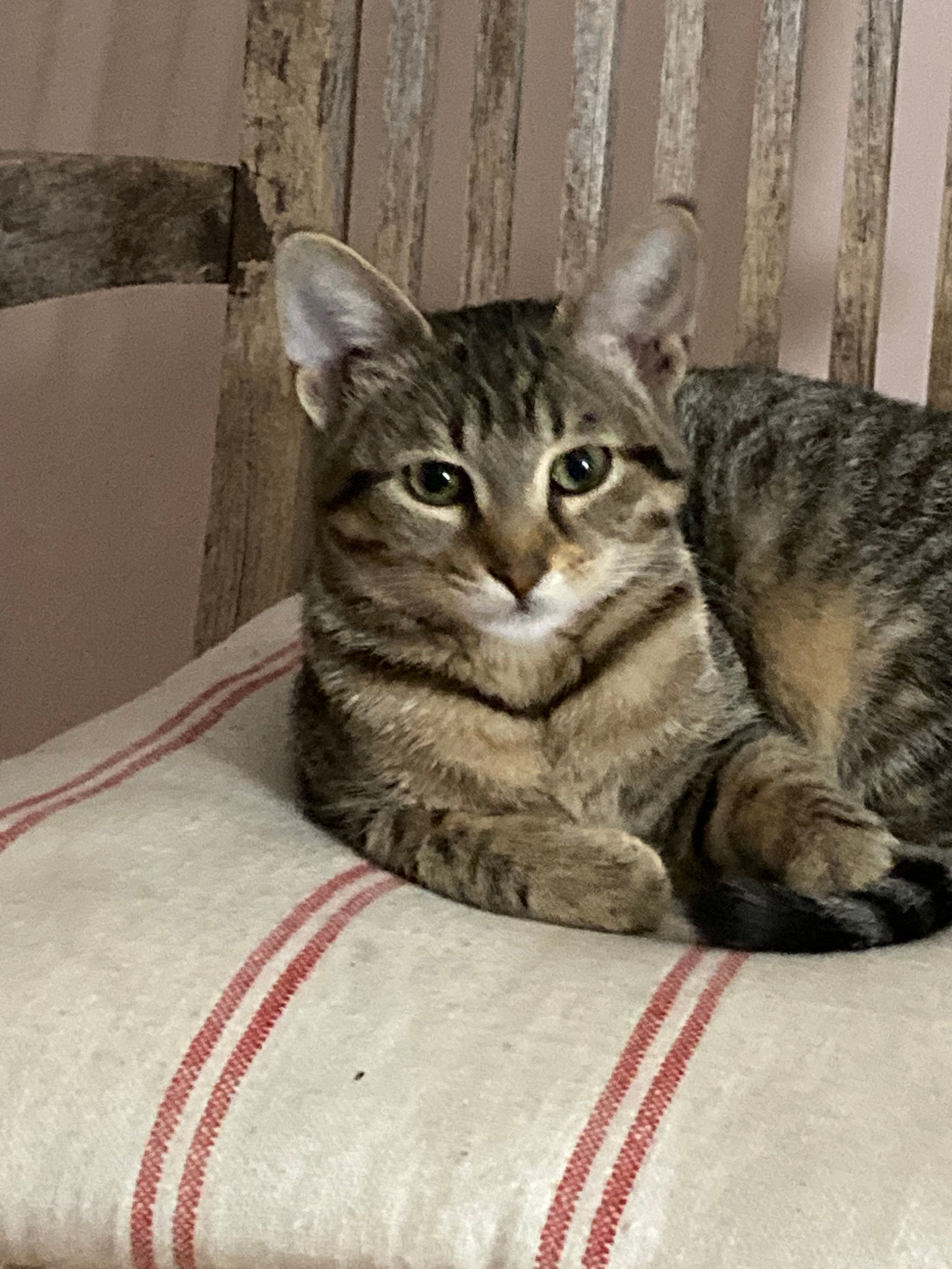 Luna - 17770, Saint-Bris-des-Bois