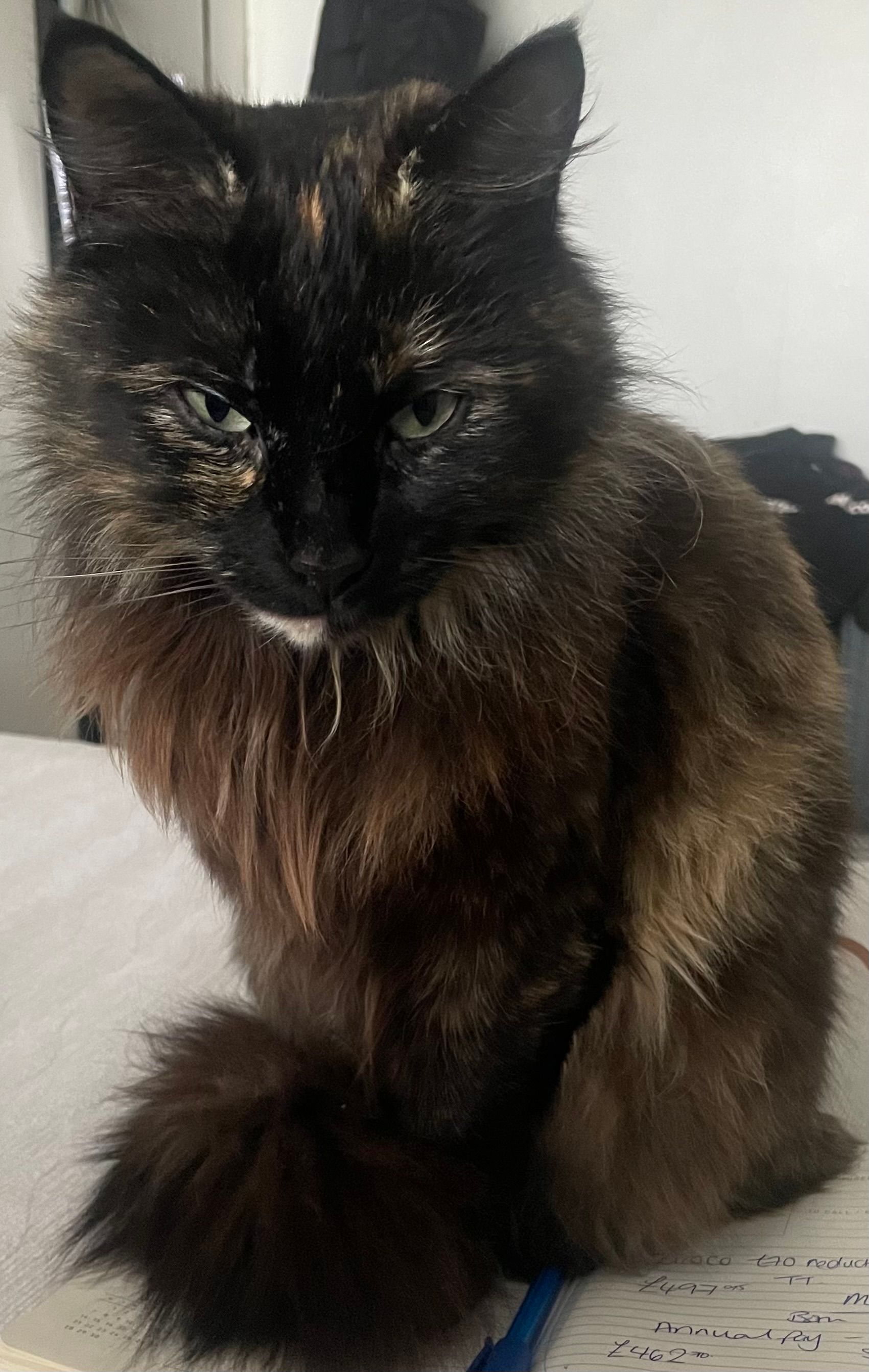 Tedi - Worsley Avenue, Wrexham