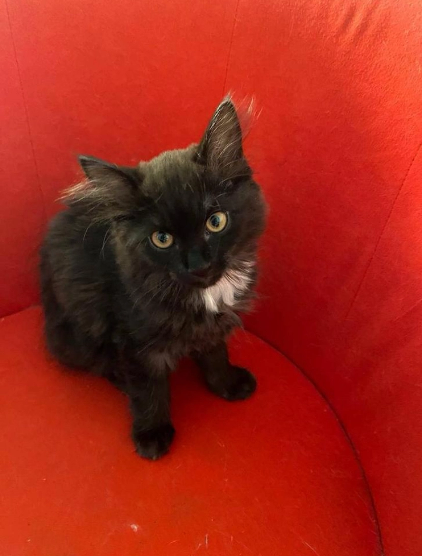 Karam - Laan van het Kwekebos, Emmen