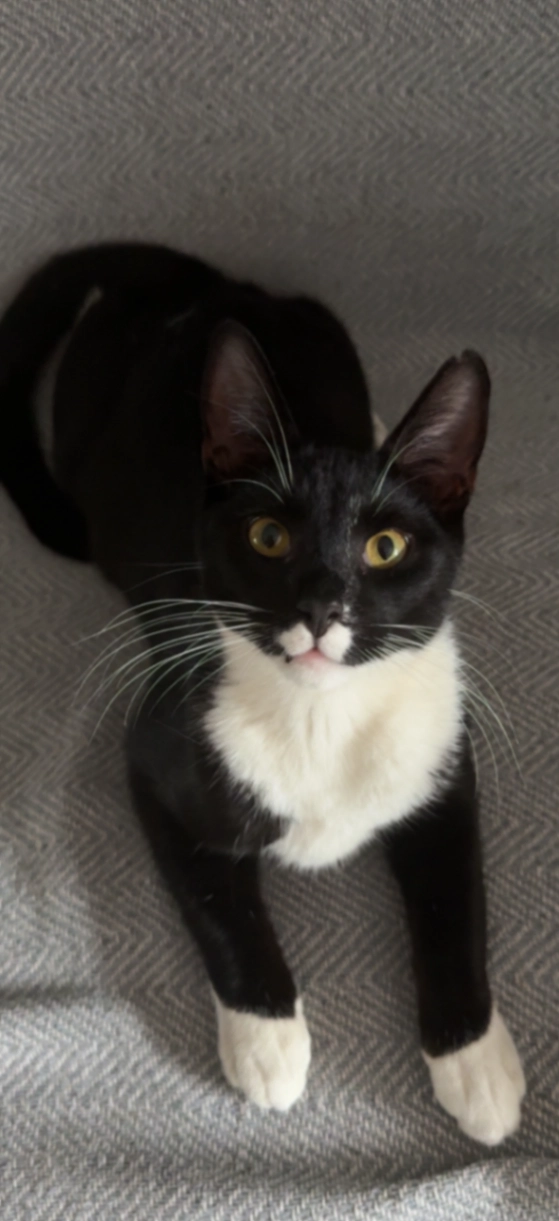 RORY - B70 7, Birmingham