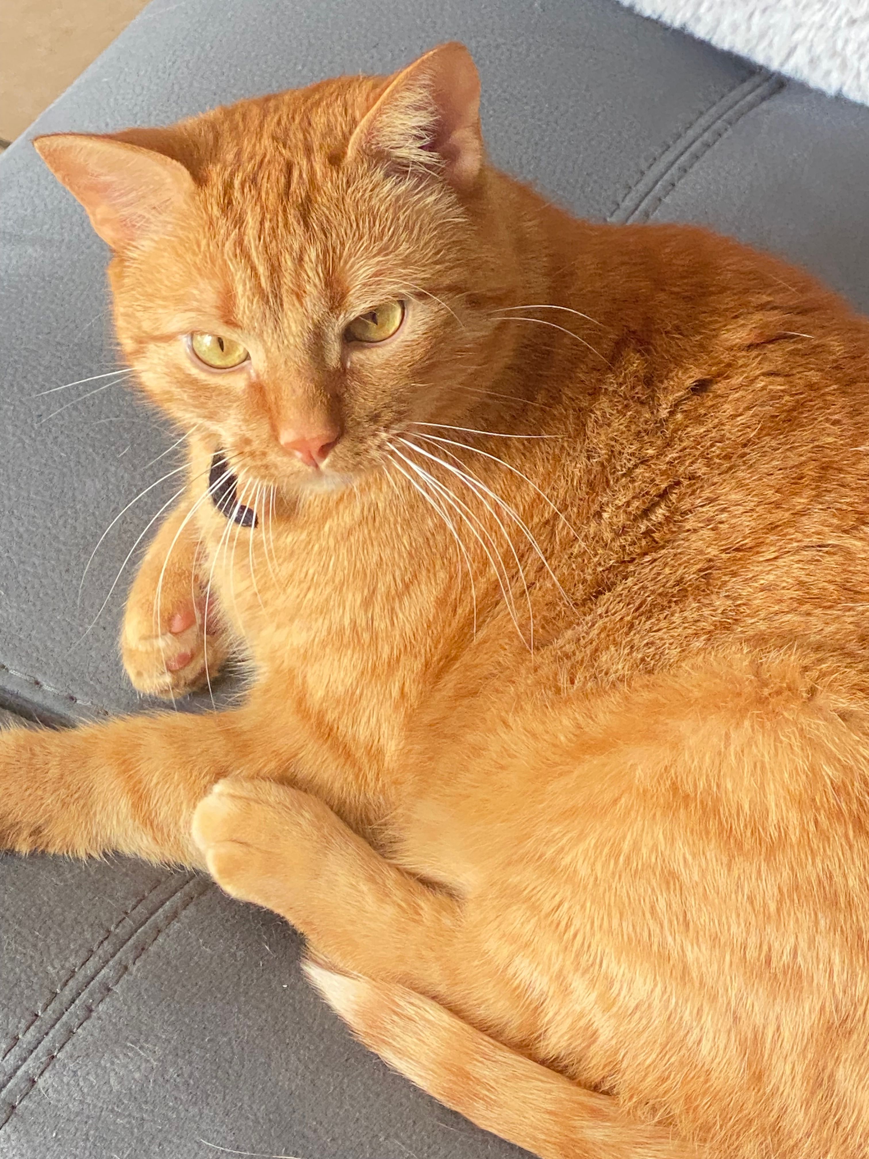 Shelby  - Rue Des Mûriers, Sainte-Feyre