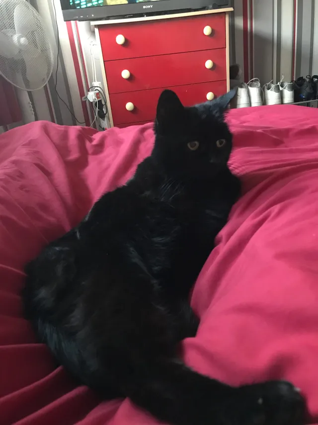 Sooty - 34 Rosegarth Walk, Nottingham 2023