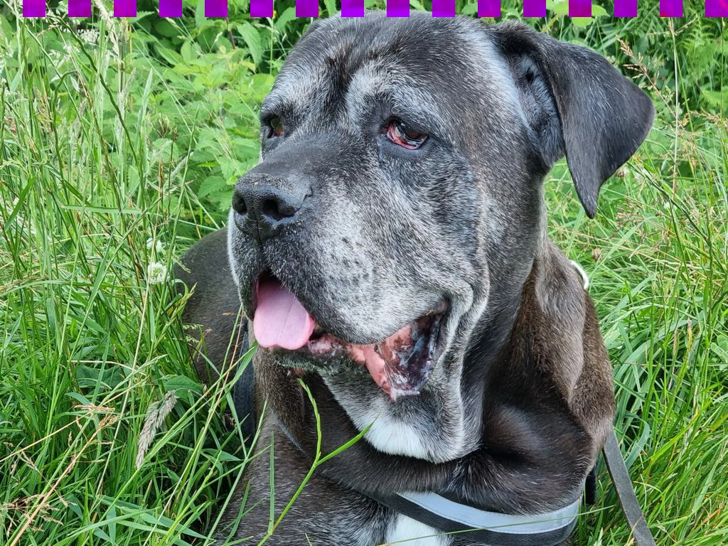 Hugo - Boulevard Claude Lorrin, Dax