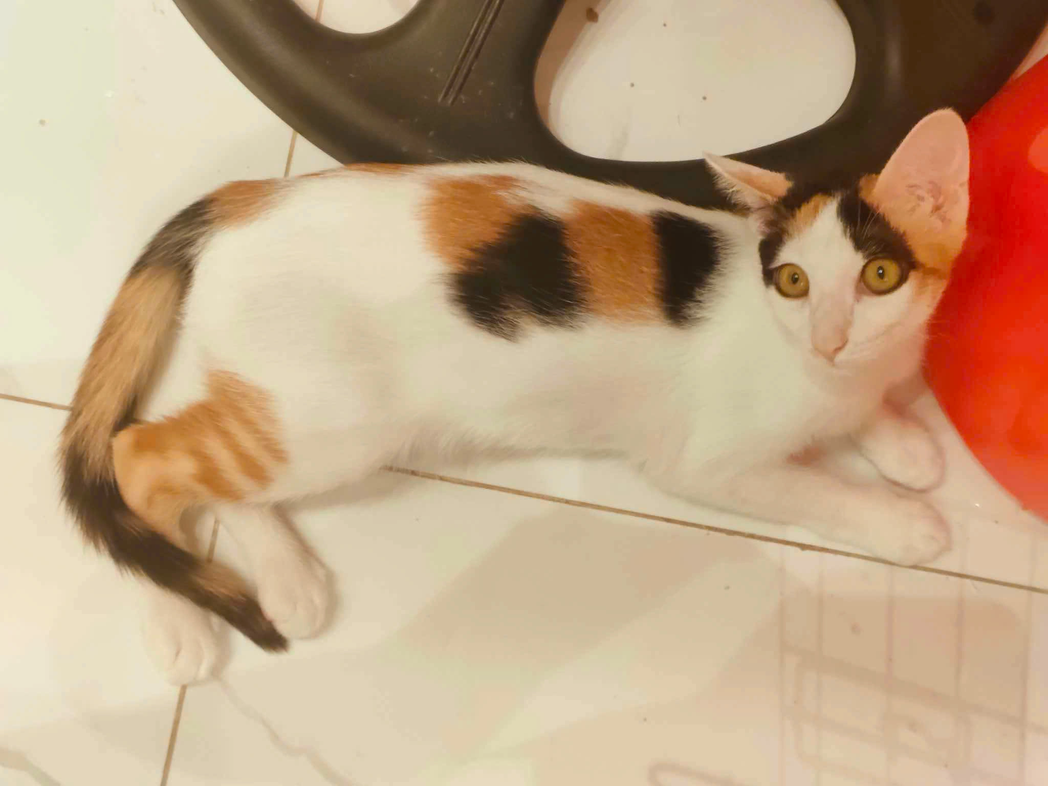 Chip - Hẻm 417 Quang Trung, Hồ Chí Minh