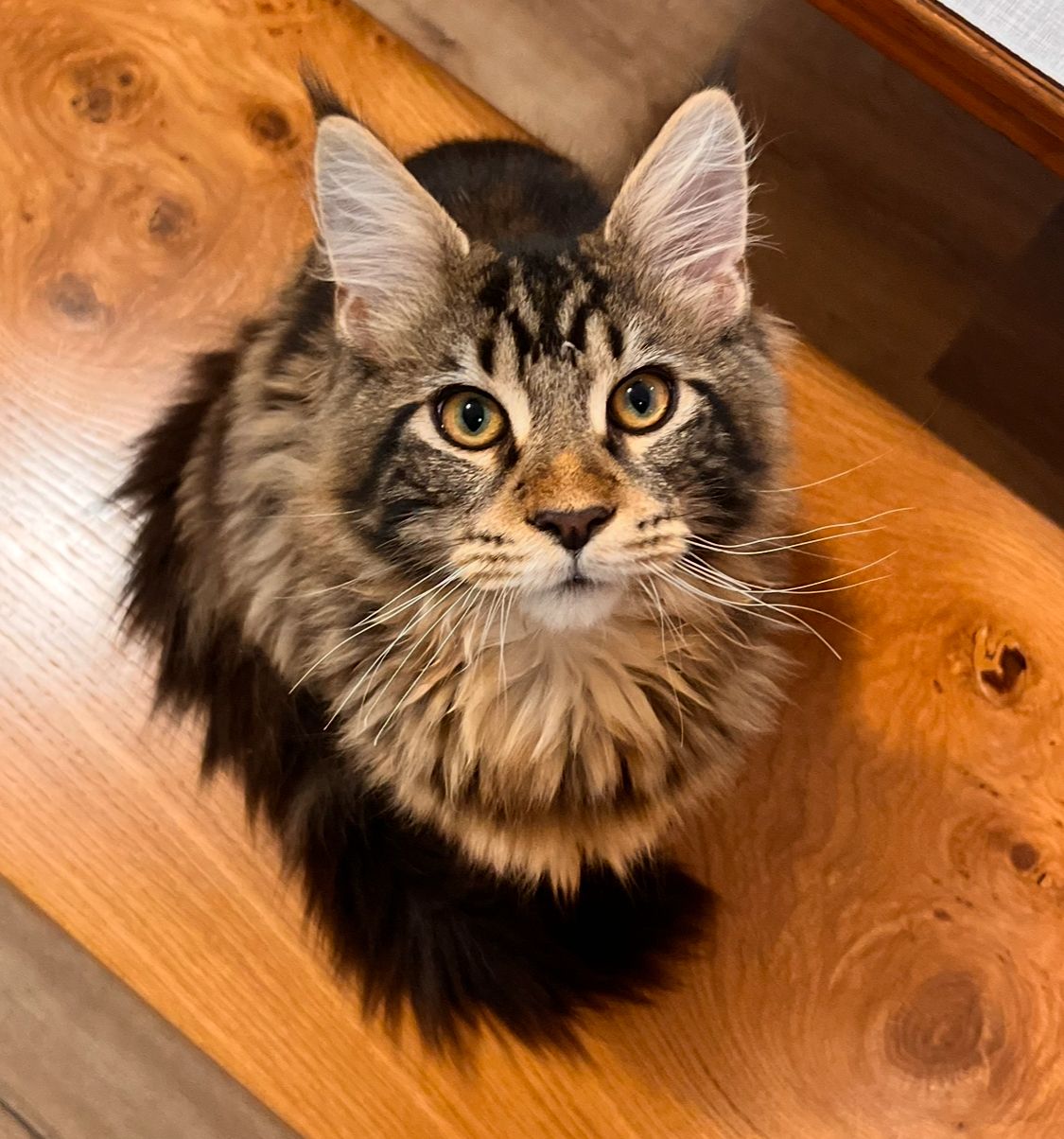 Marley - Sneberska cesta 20C, Ljubljana