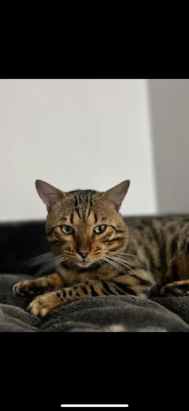 Ezio - Church Road, Leicester