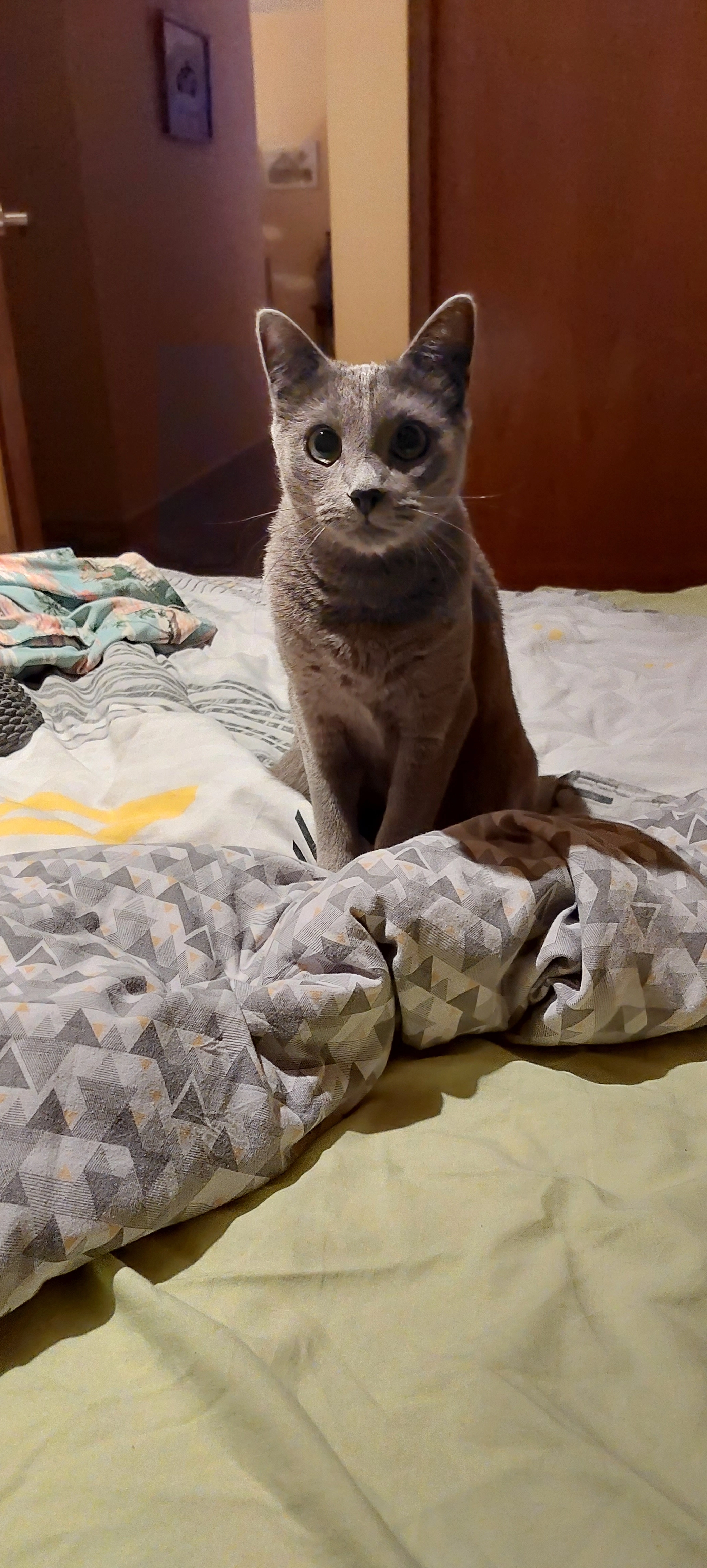 Blues - Calle Hamburgo 3, Las Rozas de Madrid