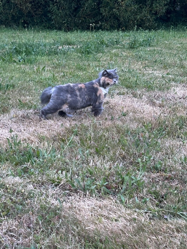 Minette - Rue des Remparts, Roscanvel