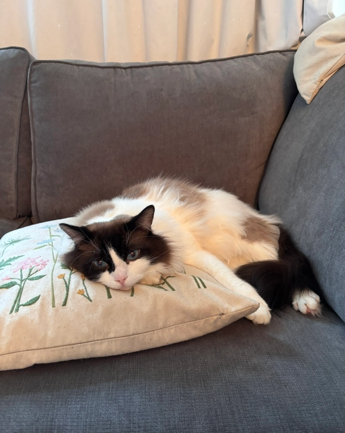 Romie - Faulder Avenue, Carterton