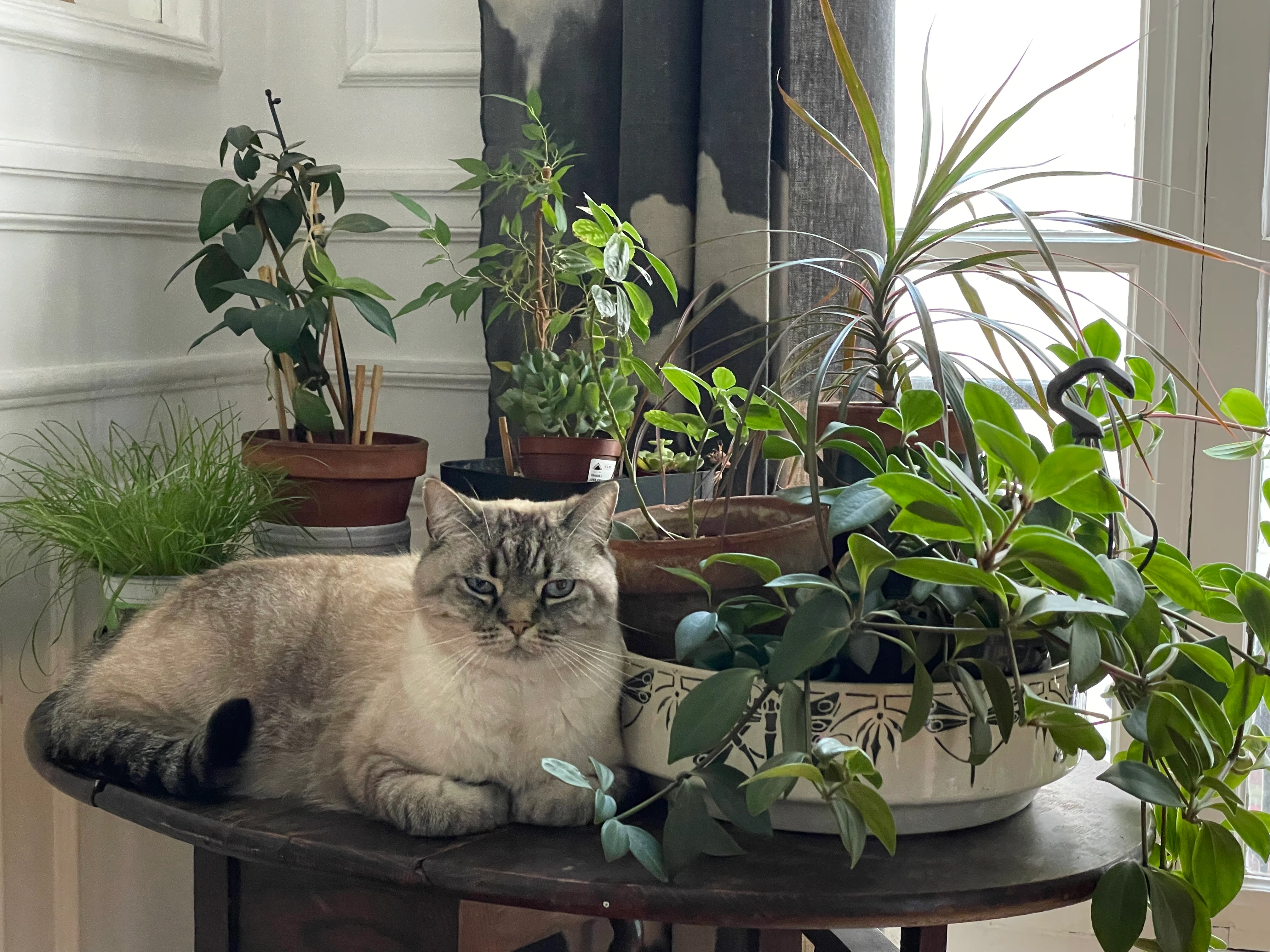 Zéphyr  - 22380, Saint-Cast-le-Guildo