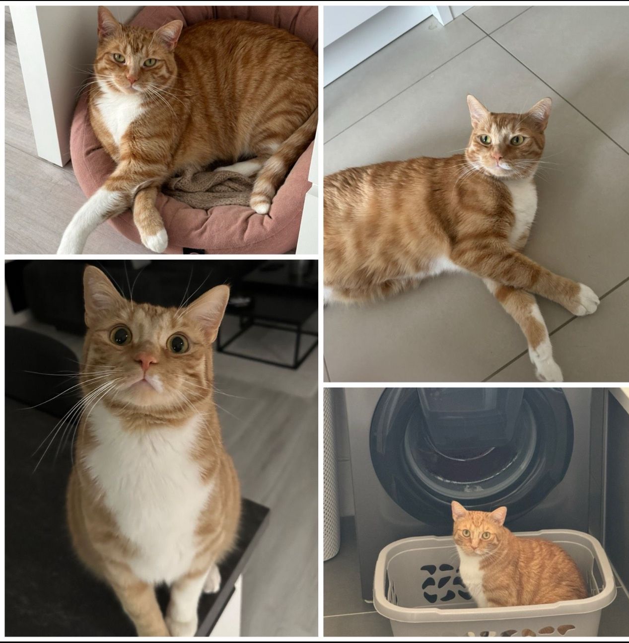 Paco - Hellgraben, Aschersleben