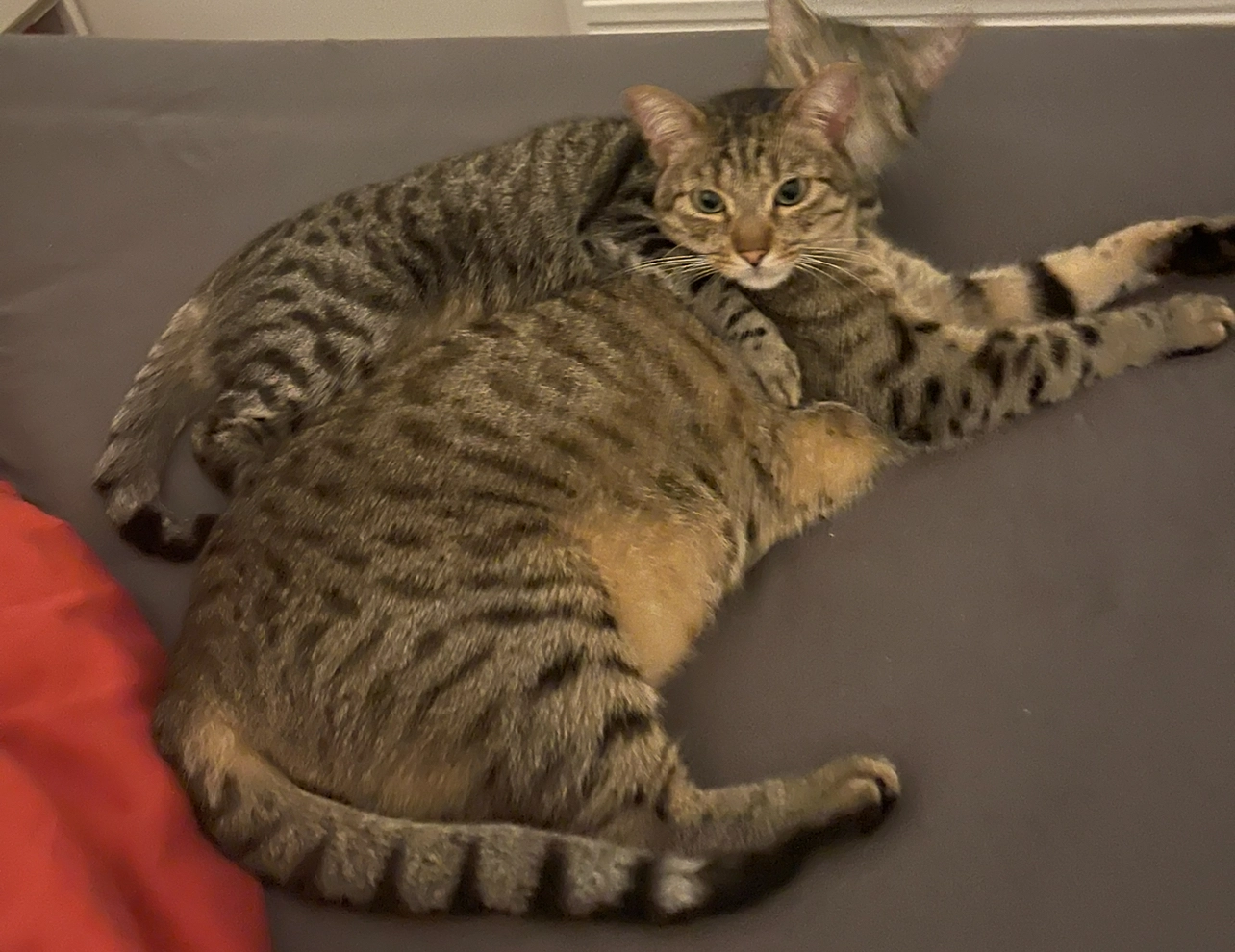 Ulysse - 8 Square des Caléides, Angers