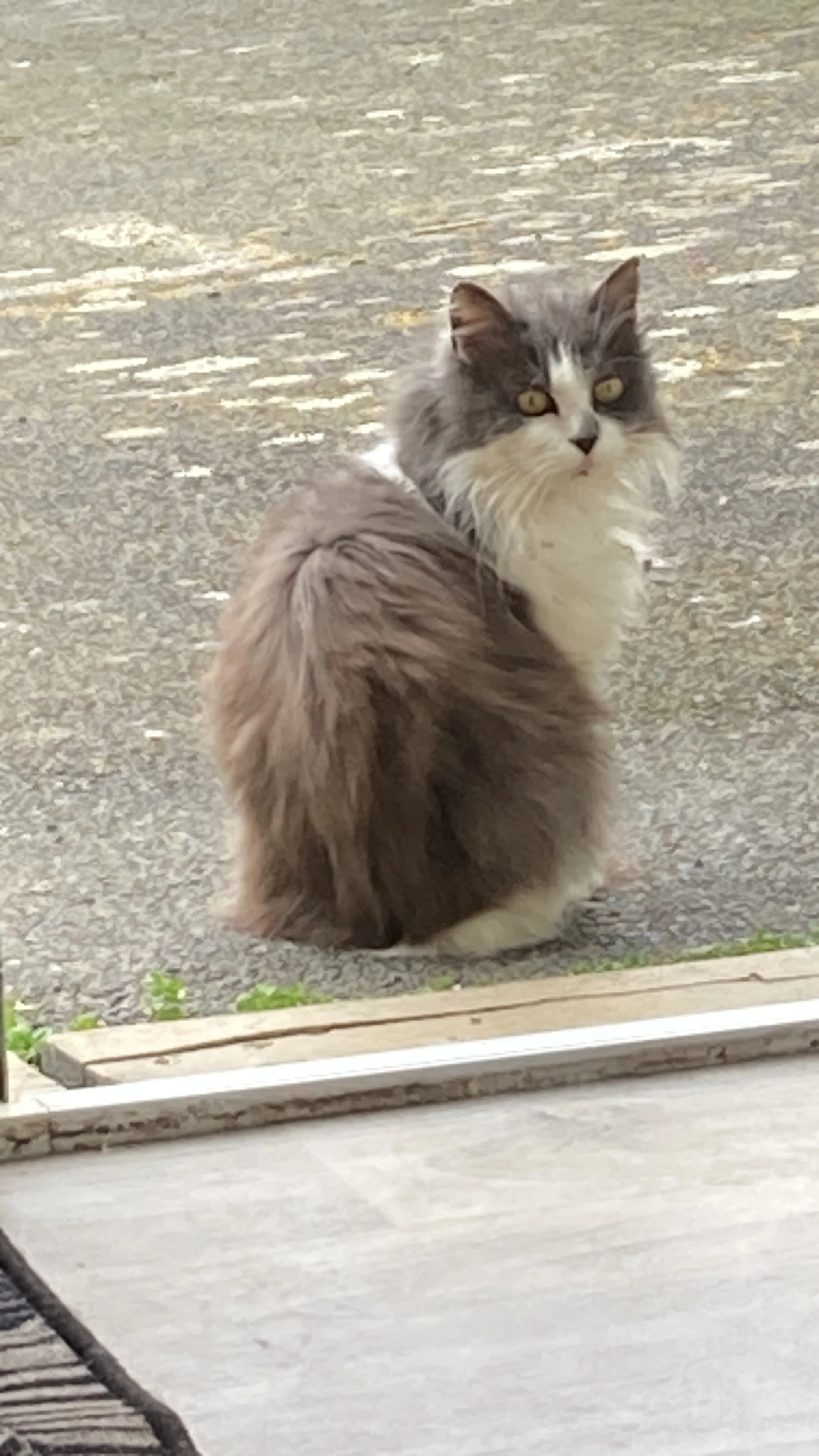 Chicha - 5 Rue Noël Royer, Cancale