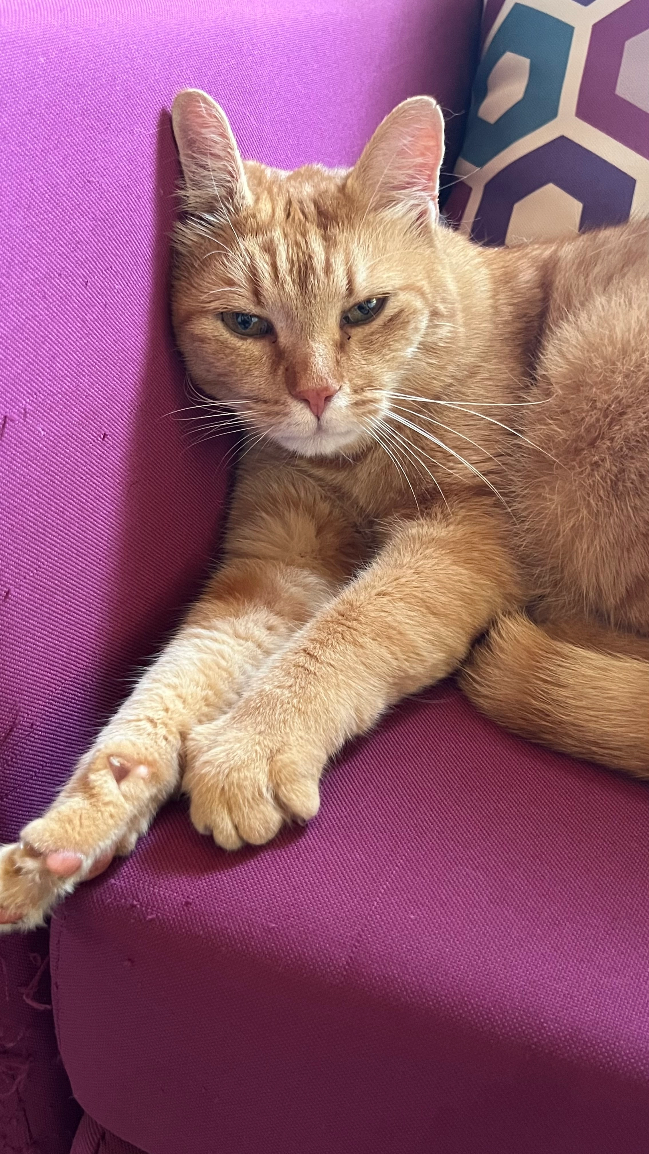 Pimlico  - Brunnmattstrasse 12, Lenzburg