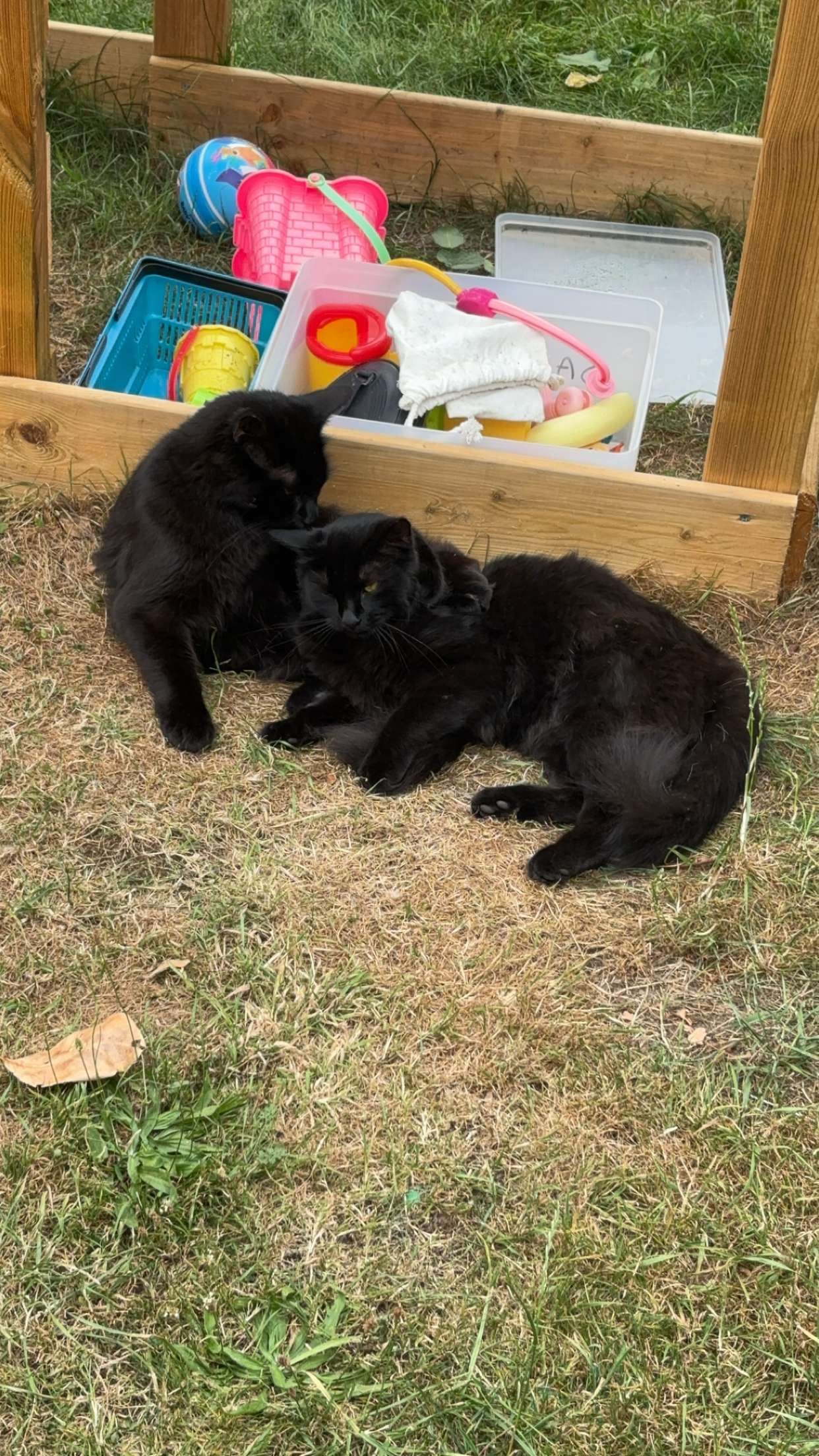 Nala Ellis  - Station Drive, Norwich