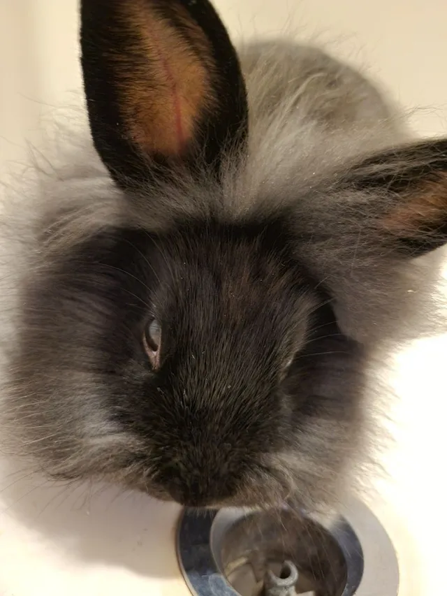 FOUND. Bunny - Namekagon Loop, Hudson