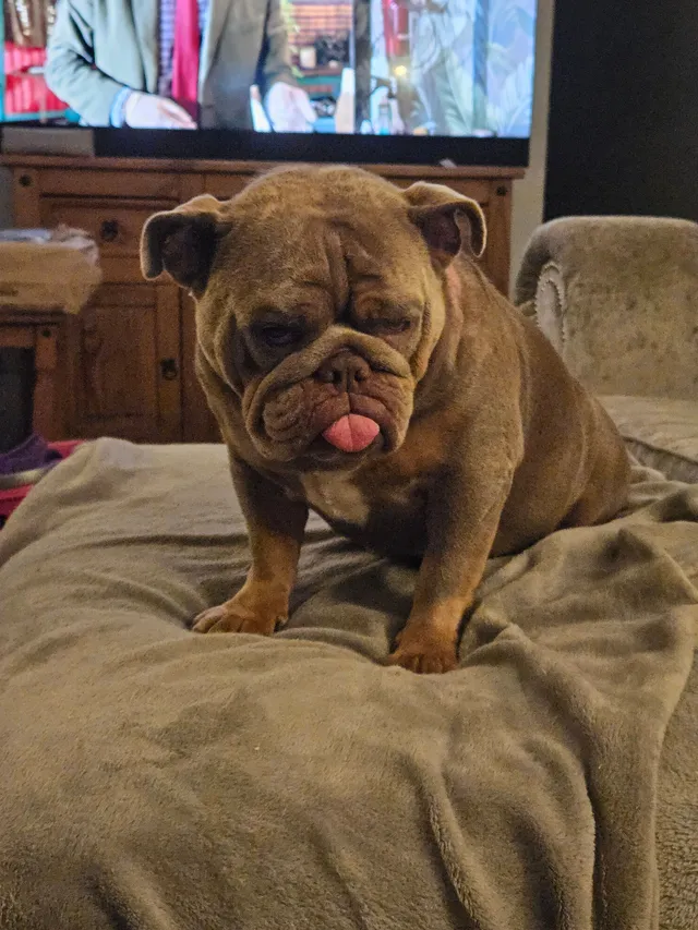 Queenie - BR8 7HW, Swanley