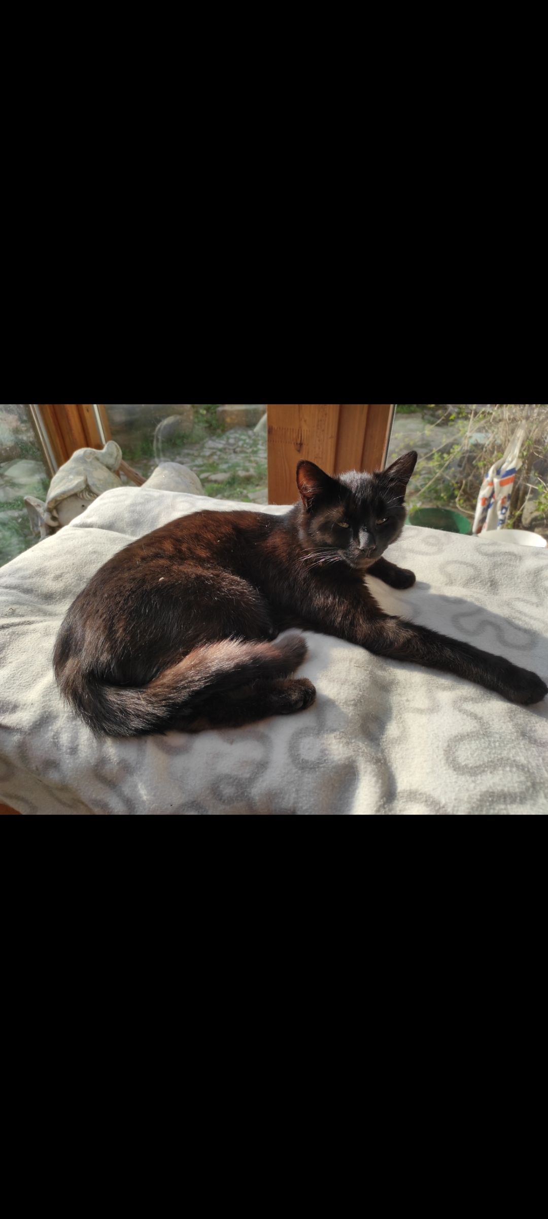 Teddy - Forsthaus Ölbach, Herleshausen