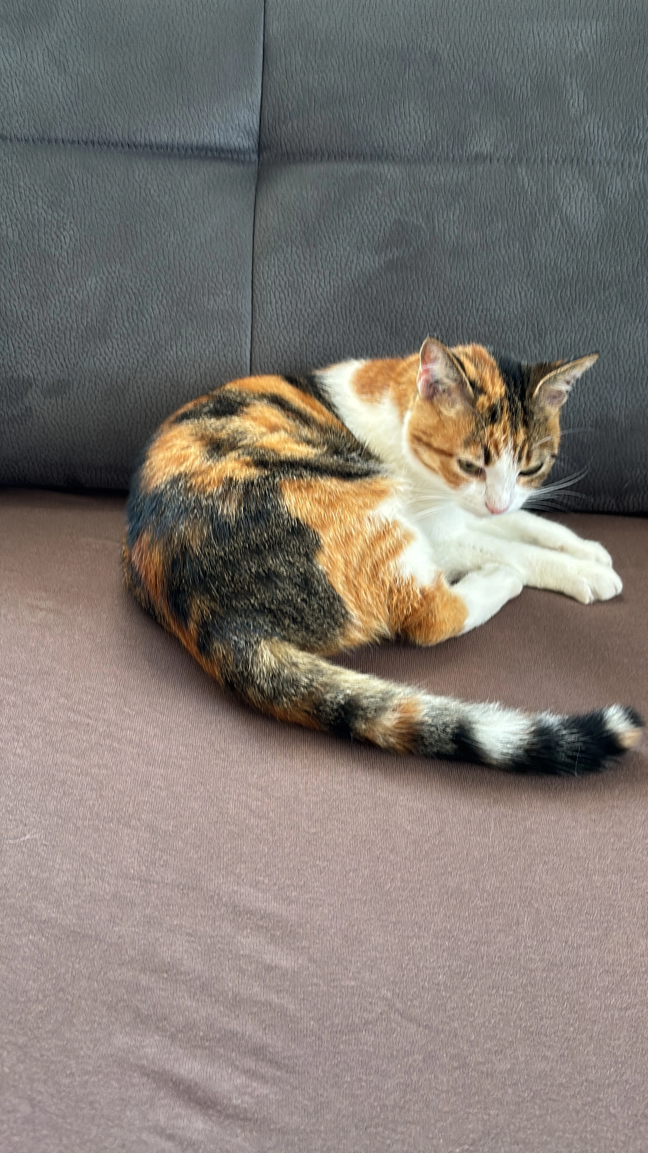 „Judy“ aber gechipt auf den Namen Lilly - Kleingaisfeld 122, Krottendorf-Gaisfeld