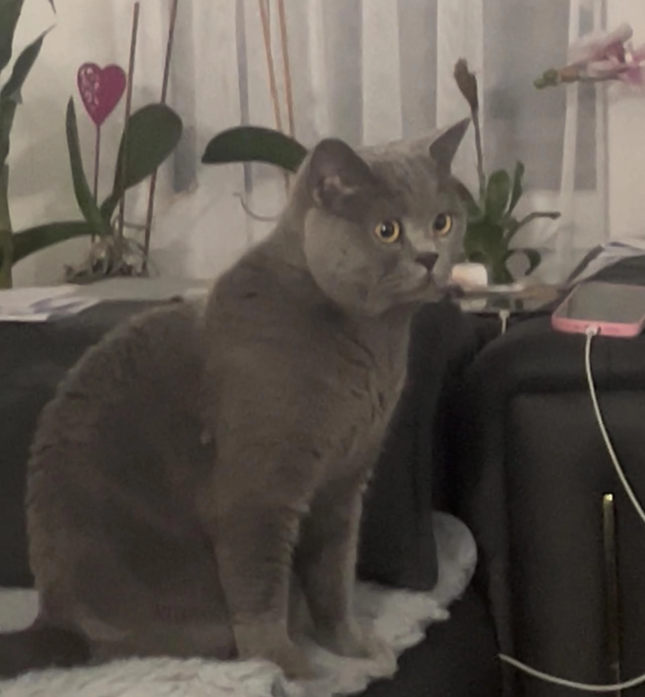 Balu - Kreuzgutweg 22, Schaffhausen