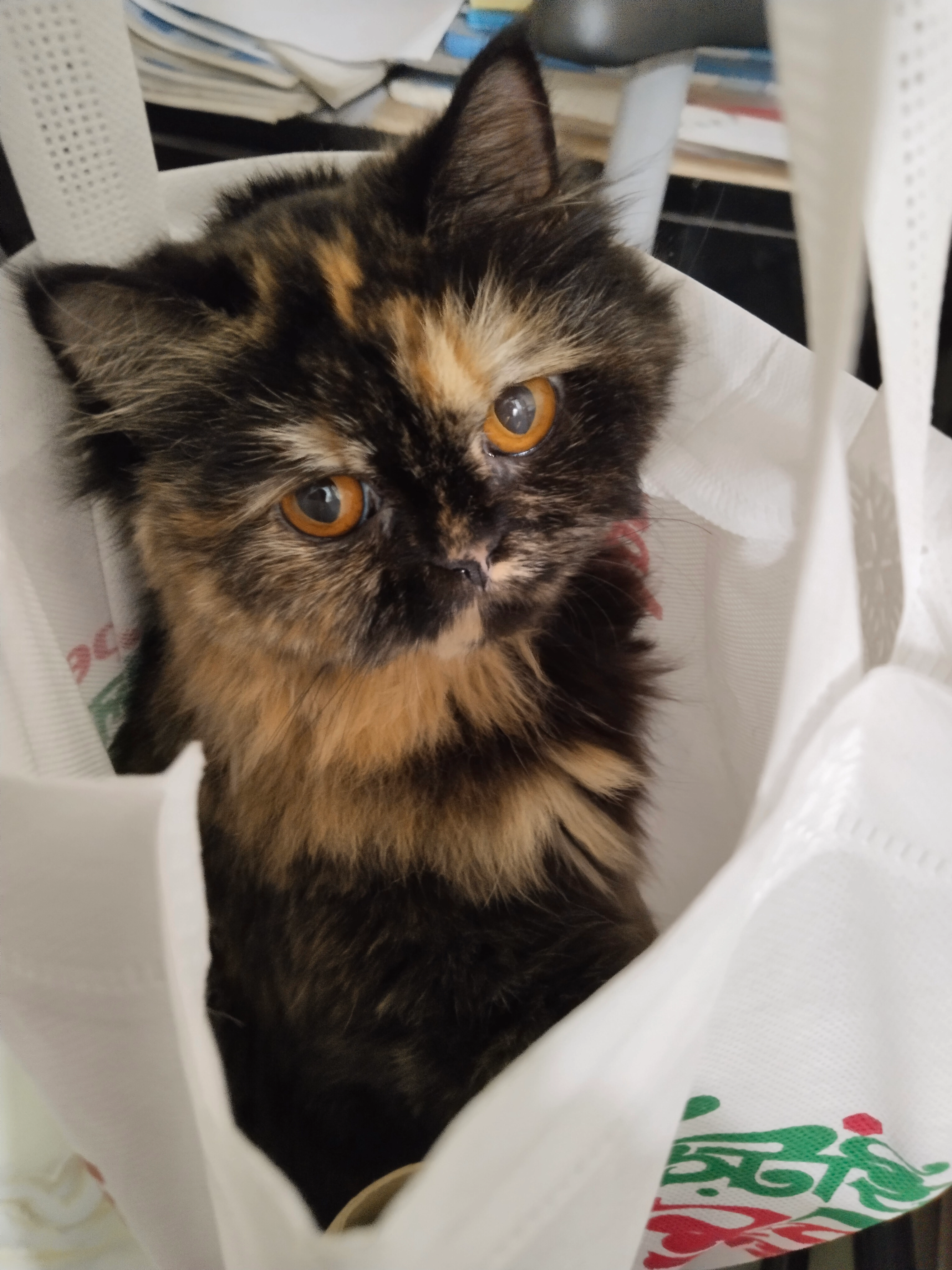 Maya - Khulshi Thana, Chittagong