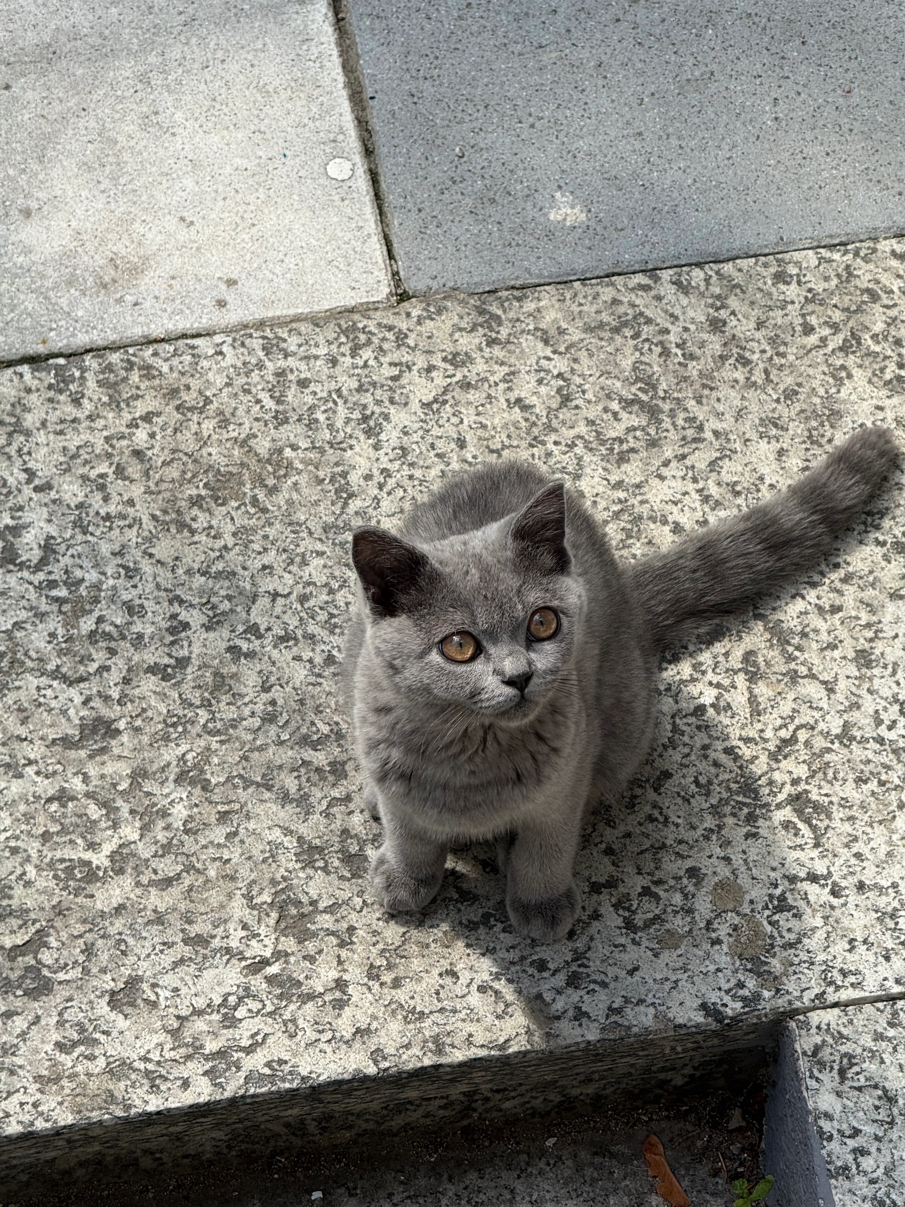 Pablo - Raugasse 5, Wiener Neustadt